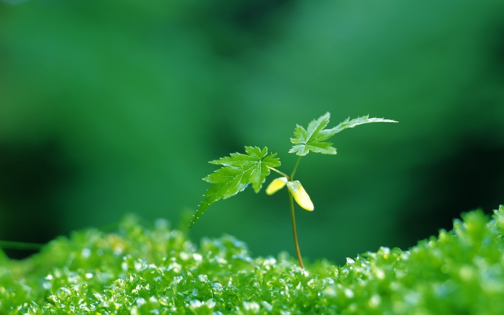 Обои зелёный, листочки, растение, росток, green, leaves, plant, rostock разрешение 1920x1200 Загрузить