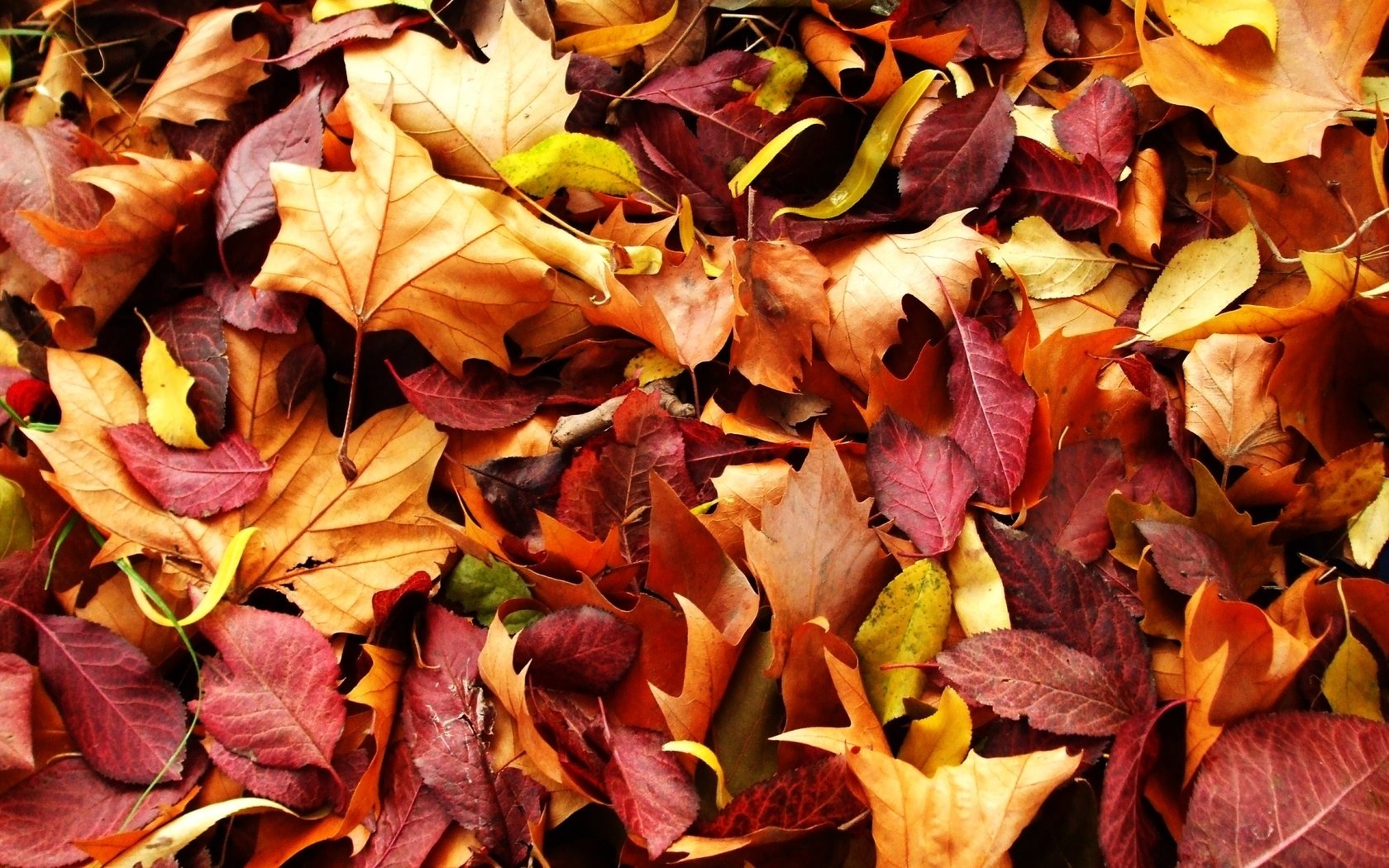 Обои природа, листья, макро, осень, красно жёлтые листья, nature, leaves, macro, autumn, red yellow leaves разрешение 1920x1200 Загрузить