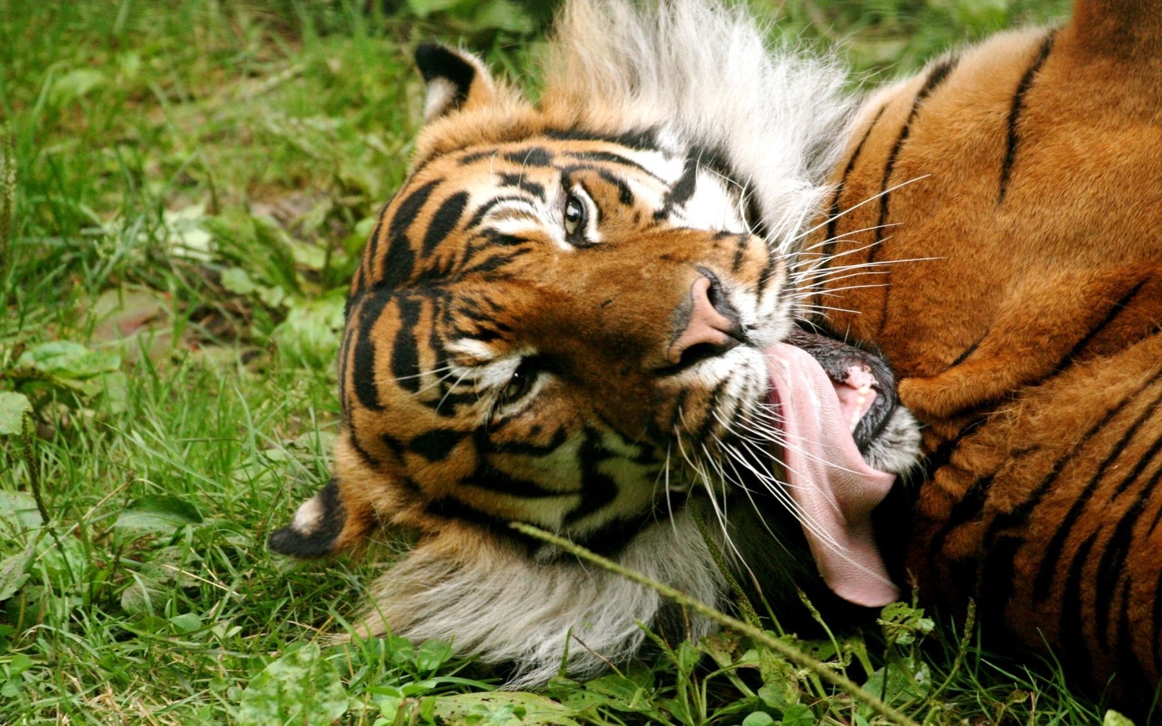 Обои тигр, трава, язык, tiger, grass, language разрешение 1920x1200 Загрузить