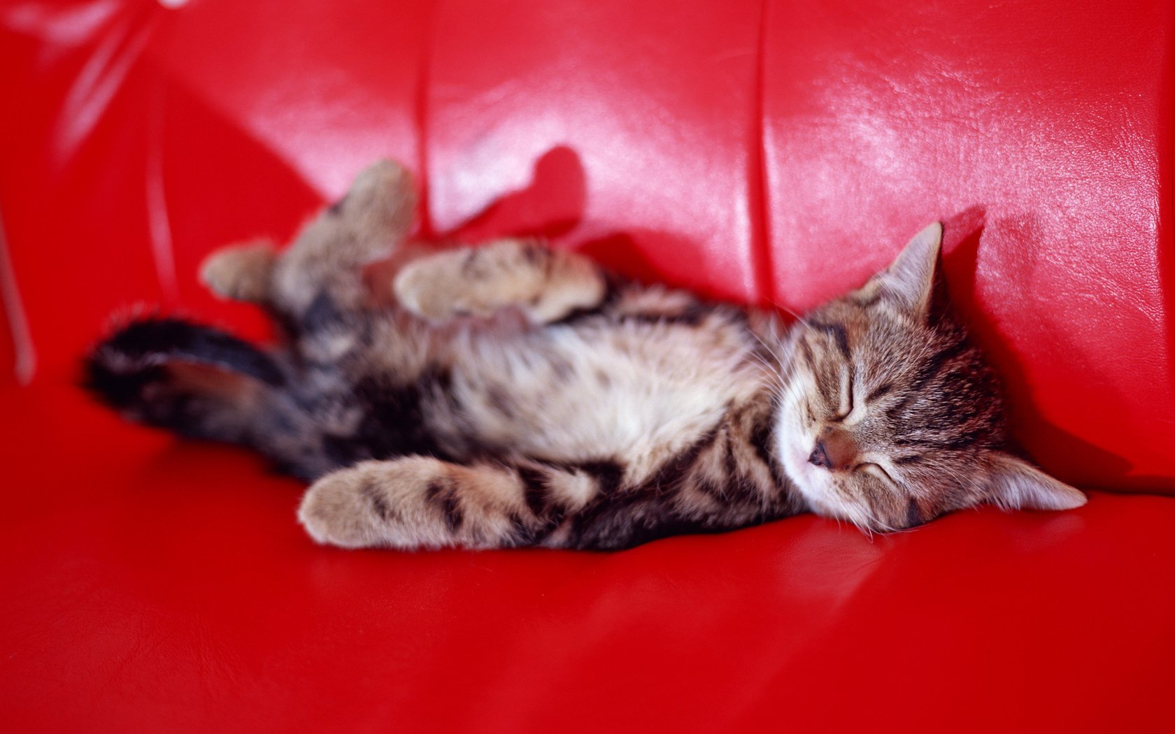 Обои сон, котенок, диван, sleep, kitty, sofa разрешение 2950x2094 Загрузить