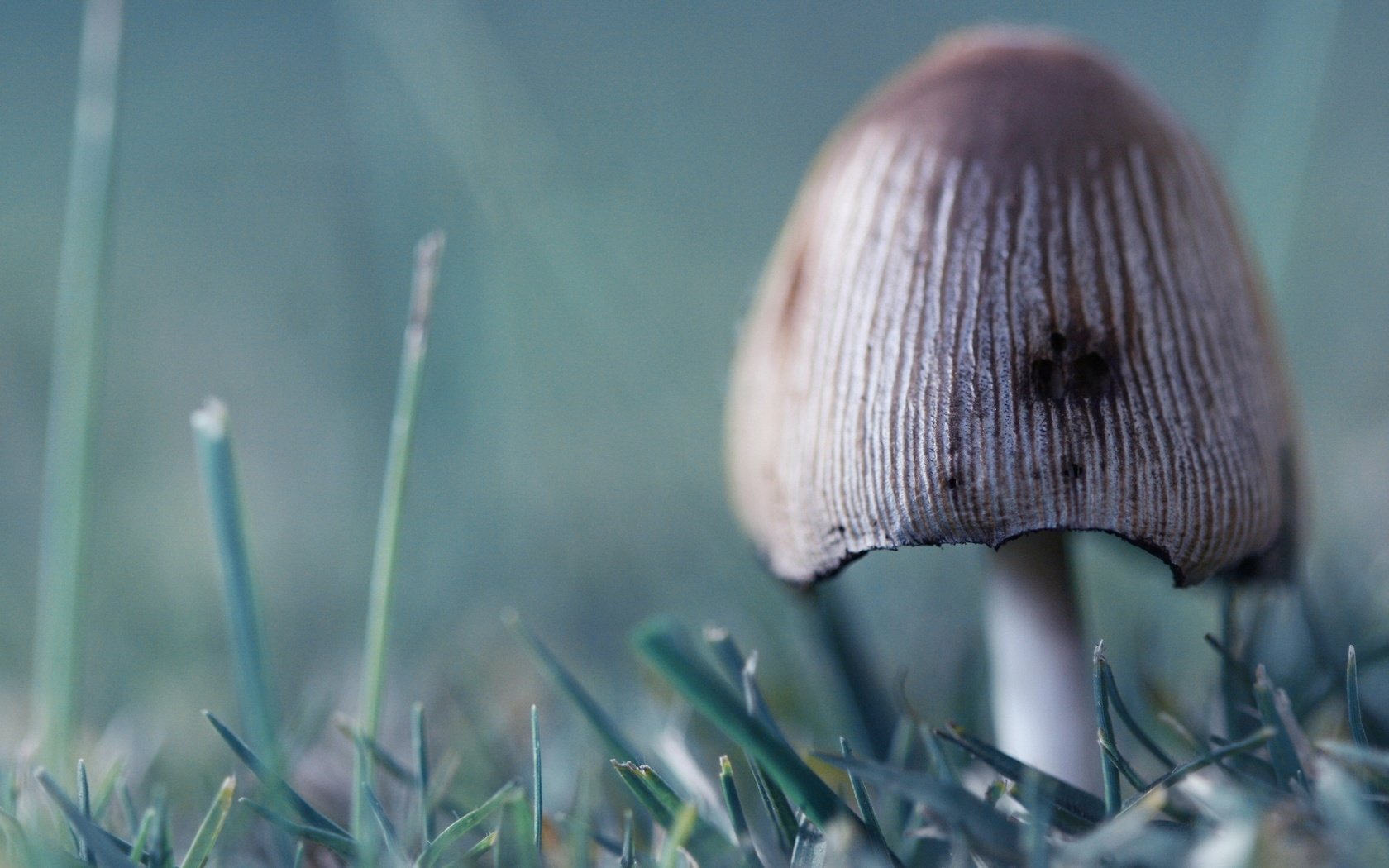 Обои трава, зелёный, гриб, grass, green, mushroom разрешение 2560x1600 Загрузить