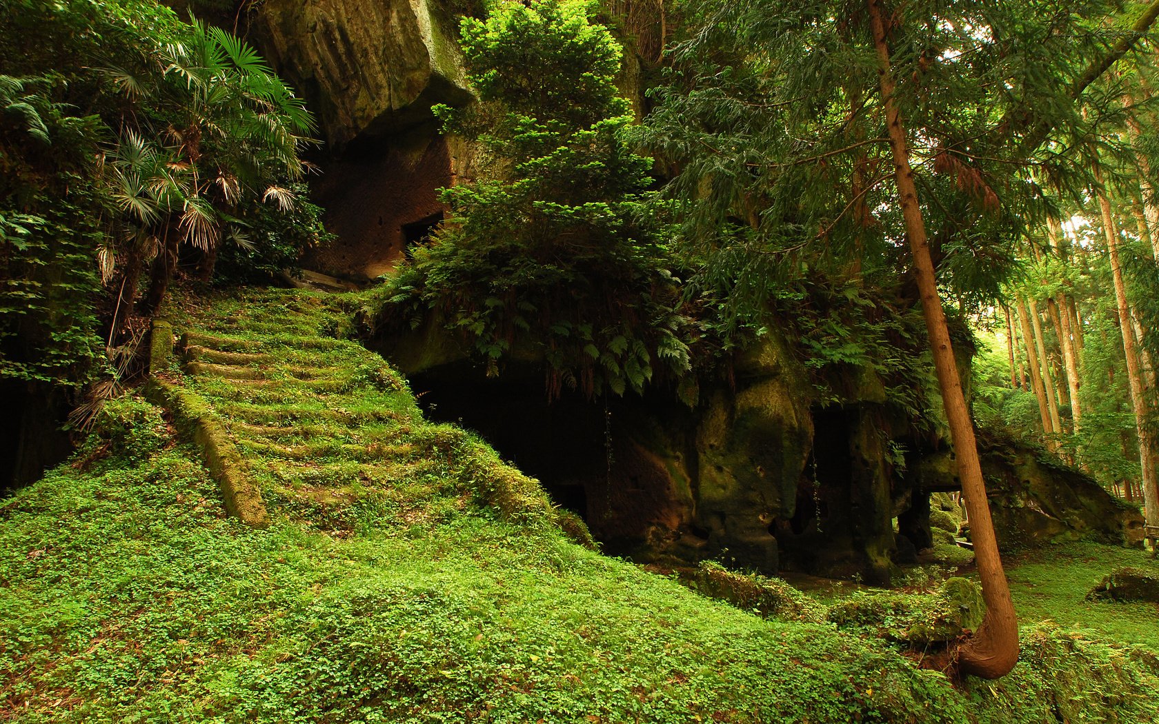 Обои деревья, лес, храм, лестница, ступеньки, руины, мох, trees, forest, temple, ladder, steps, ruins, moss разрешение 2560x1600 Загрузить