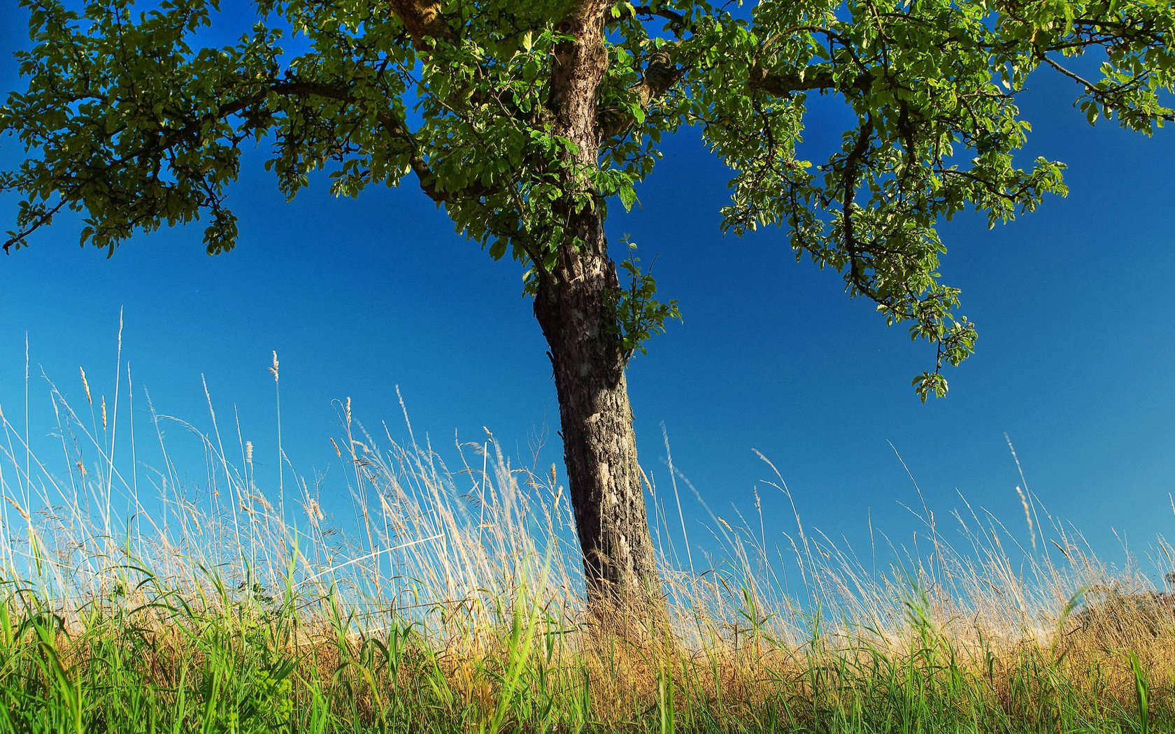 Обои трава, деревья, природа, дерево, обои, фото, grass, trees, nature, tree, wallpaper, photo разрешение 2560x1600 Загрузить