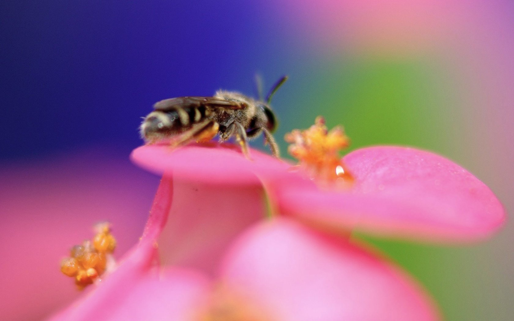 Обои цветок, цвет, пчела, flower, color, bee разрешение 1920x1440 Загрузить