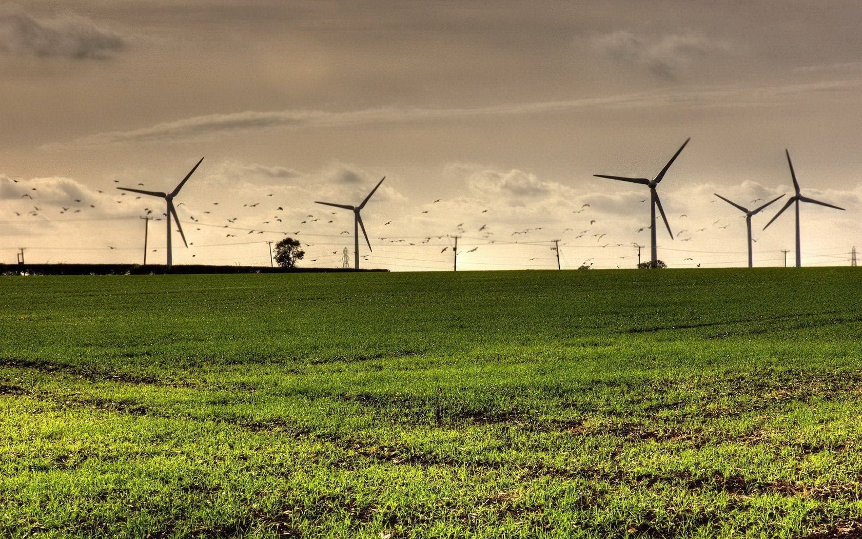 Обои поле, птицы, ветряки, ветротурбины, field, birds, windmills, wind turbine разрешение 1920x1440 Загрузить