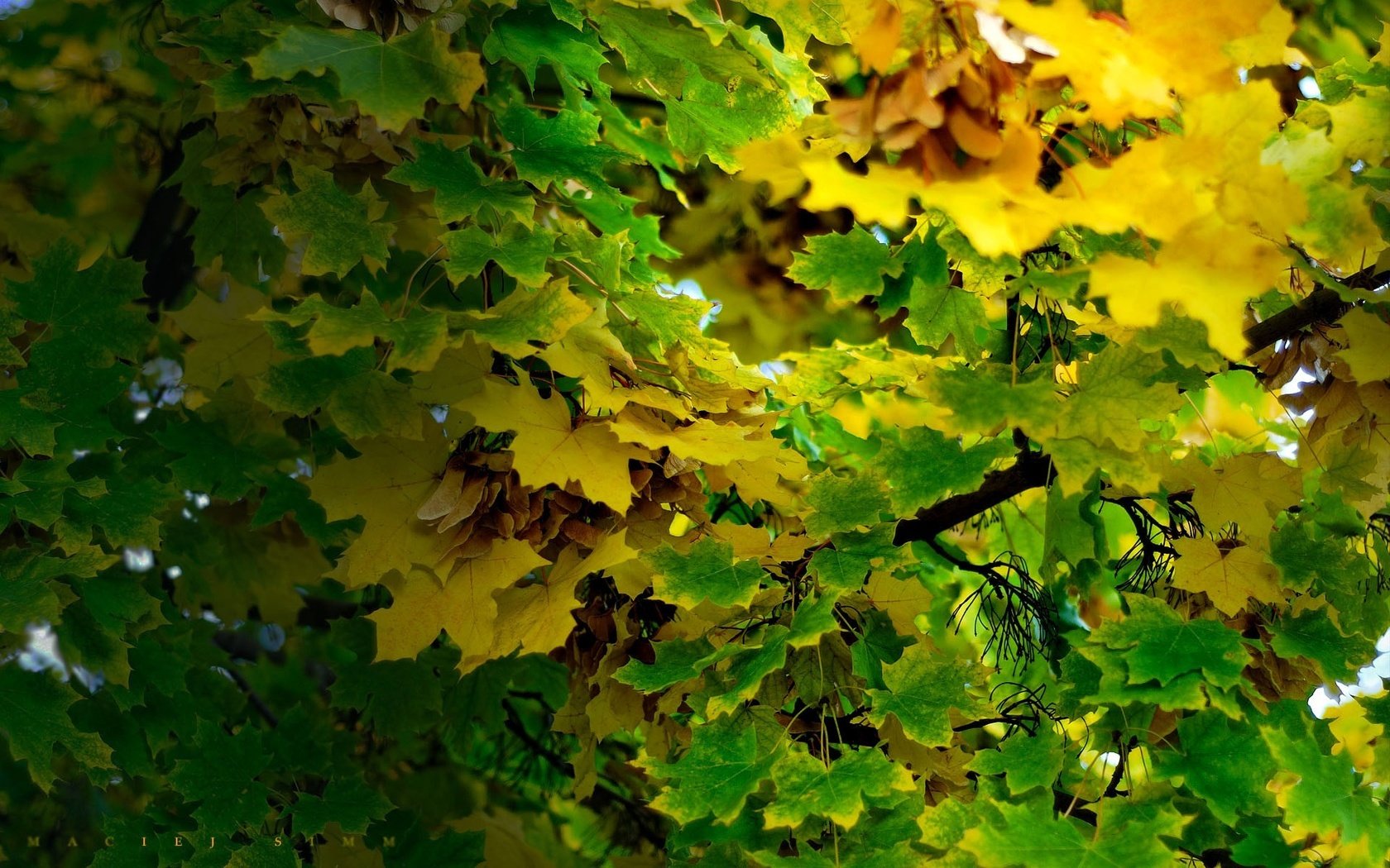Обои листья, ветки, осень, leaves, branches, autumn разрешение 1920x1200 Загрузить