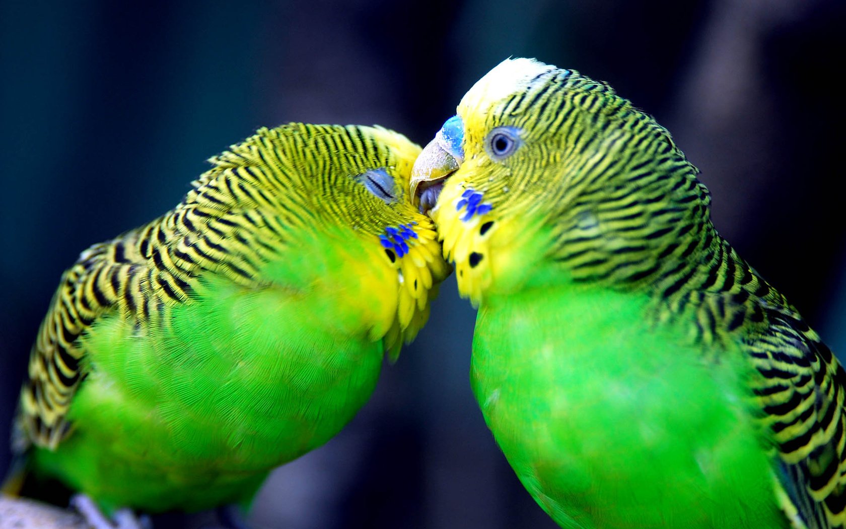 Обои птицы, любовь, нежность, чувства, поцелуй, попугаи, волнистый попугайчик, birds, love, tenderness, feelings, kiss, parrots, budgie разрешение 2000x1260 Загрузить