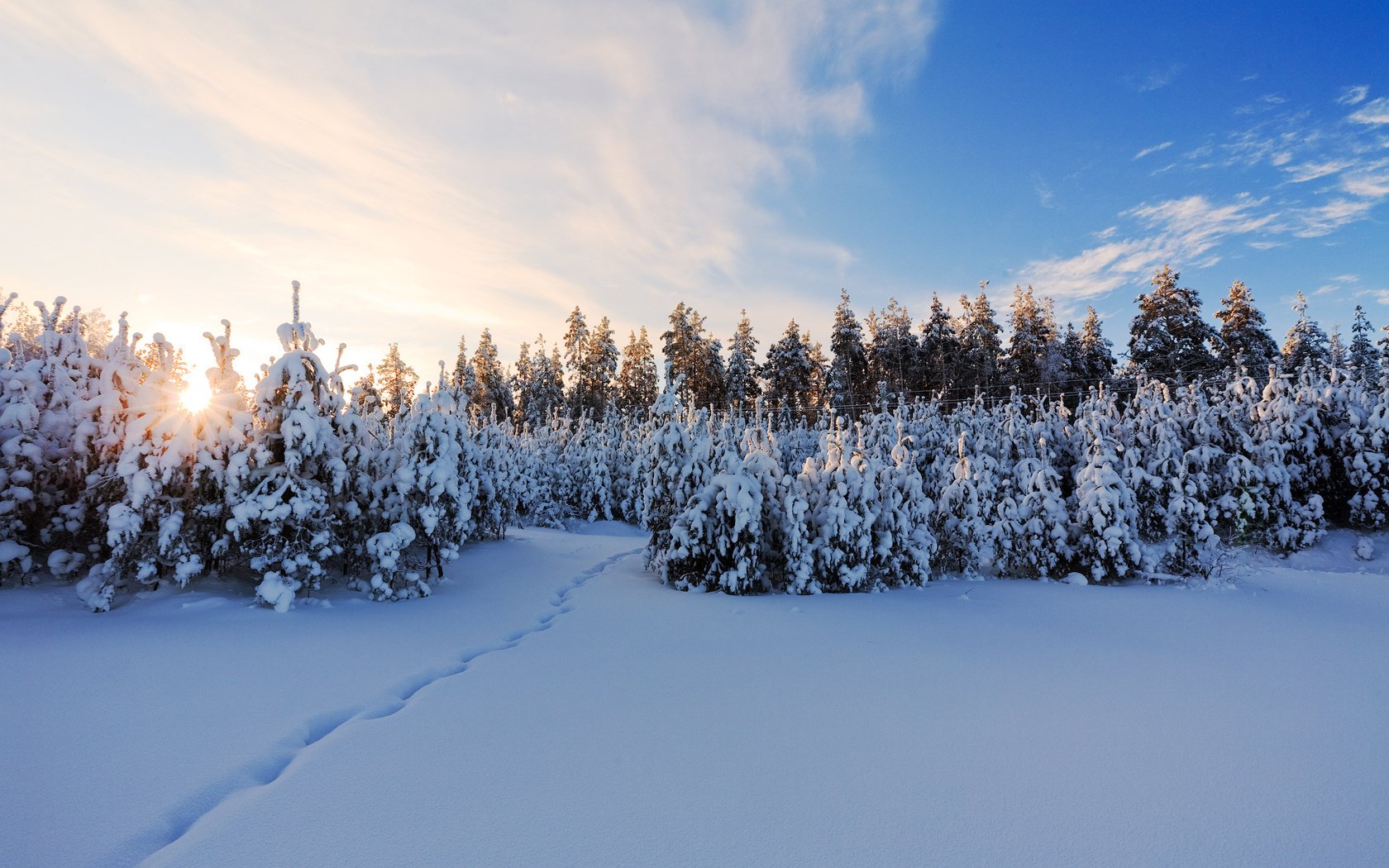 Обои снег, зима, елки, snow, winter, tree разрешение 1920x1200 Загрузить