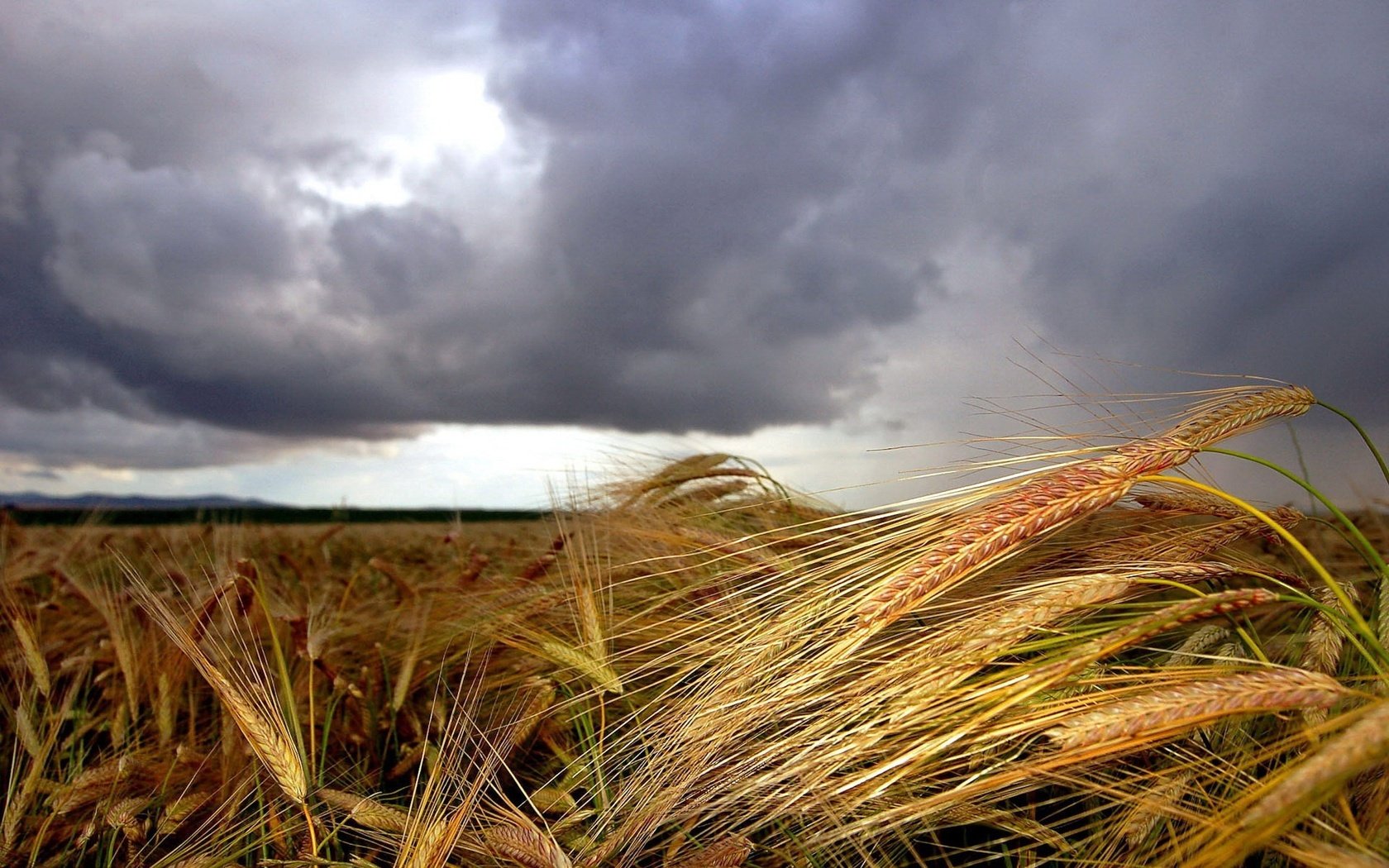 Обои облака, поле, колосья, clouds, field, ears разрешение 1920x1200 Загрузить