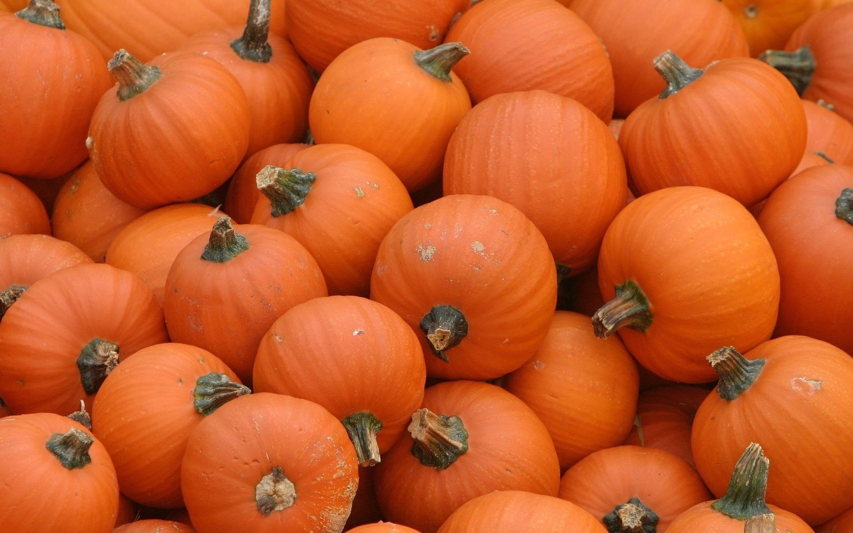 Обои оранжевый, тыквы, pumpkins, orange, pumpkin разрешение 1920x1200 Загрузить