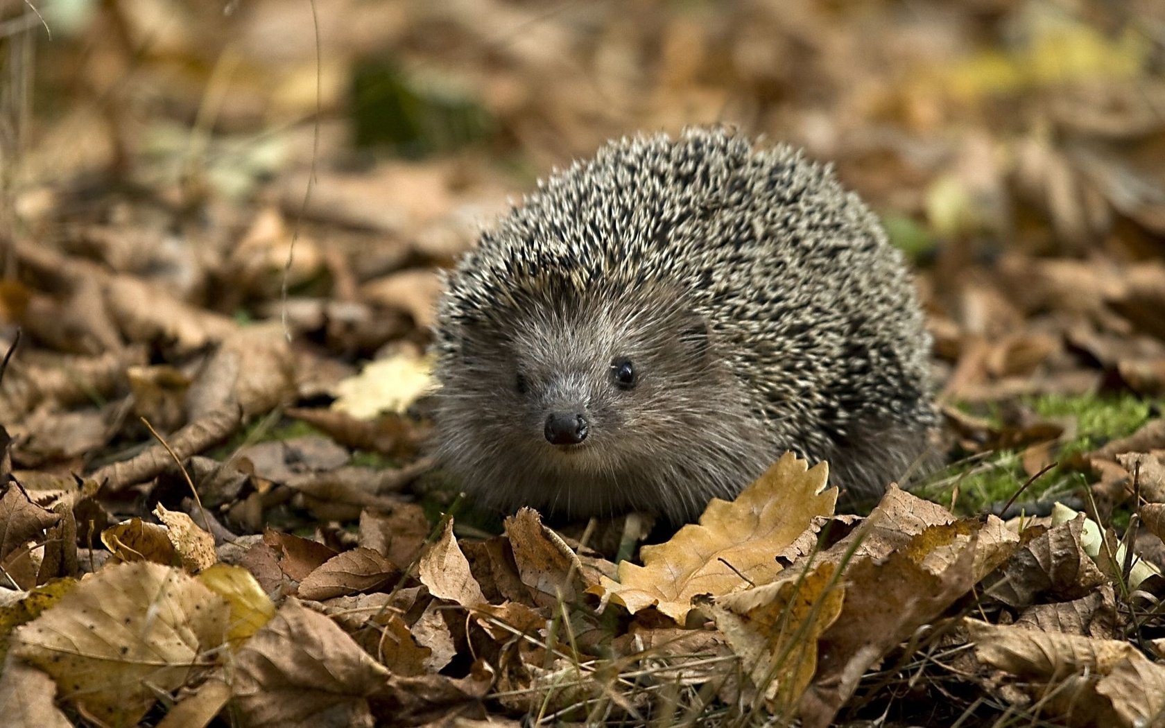 Обои морда, листья, листва, ежик, иголки, носик, face, leaves, foliage, hedgehog, needles, spout разрешение 1920x1200 Загрузить