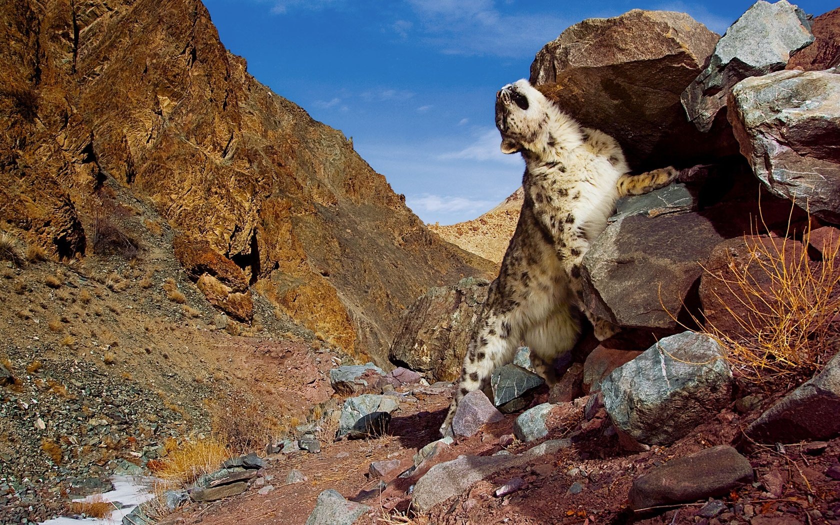 Обои горы, камни, снежный барс, mountains, stones, snow leopard разрешение 2560x1600 Загрузить