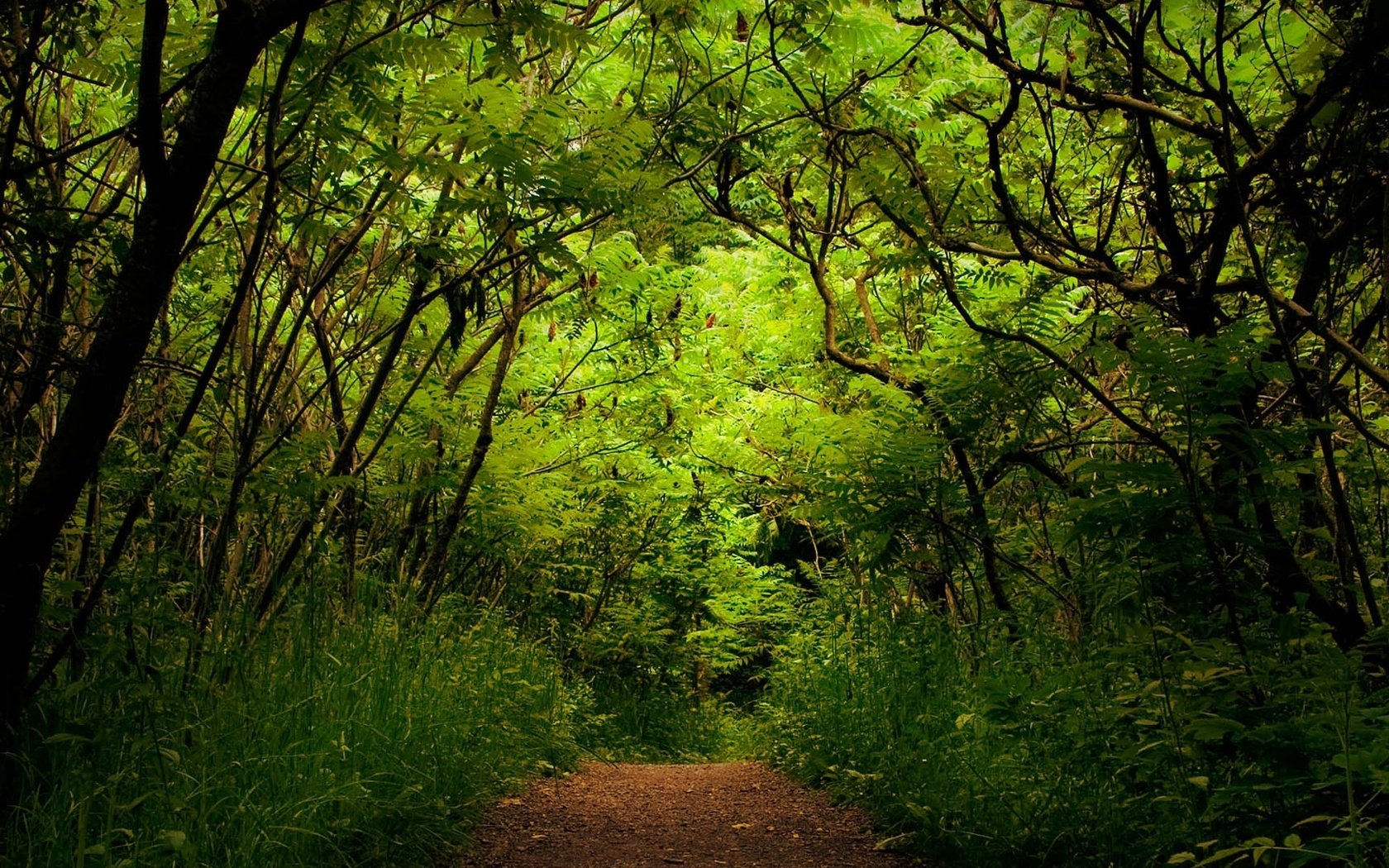 Обои природа, зелень, растения, лес, nature, greens, plants, forest разрешение 1920x1080 Загрузить