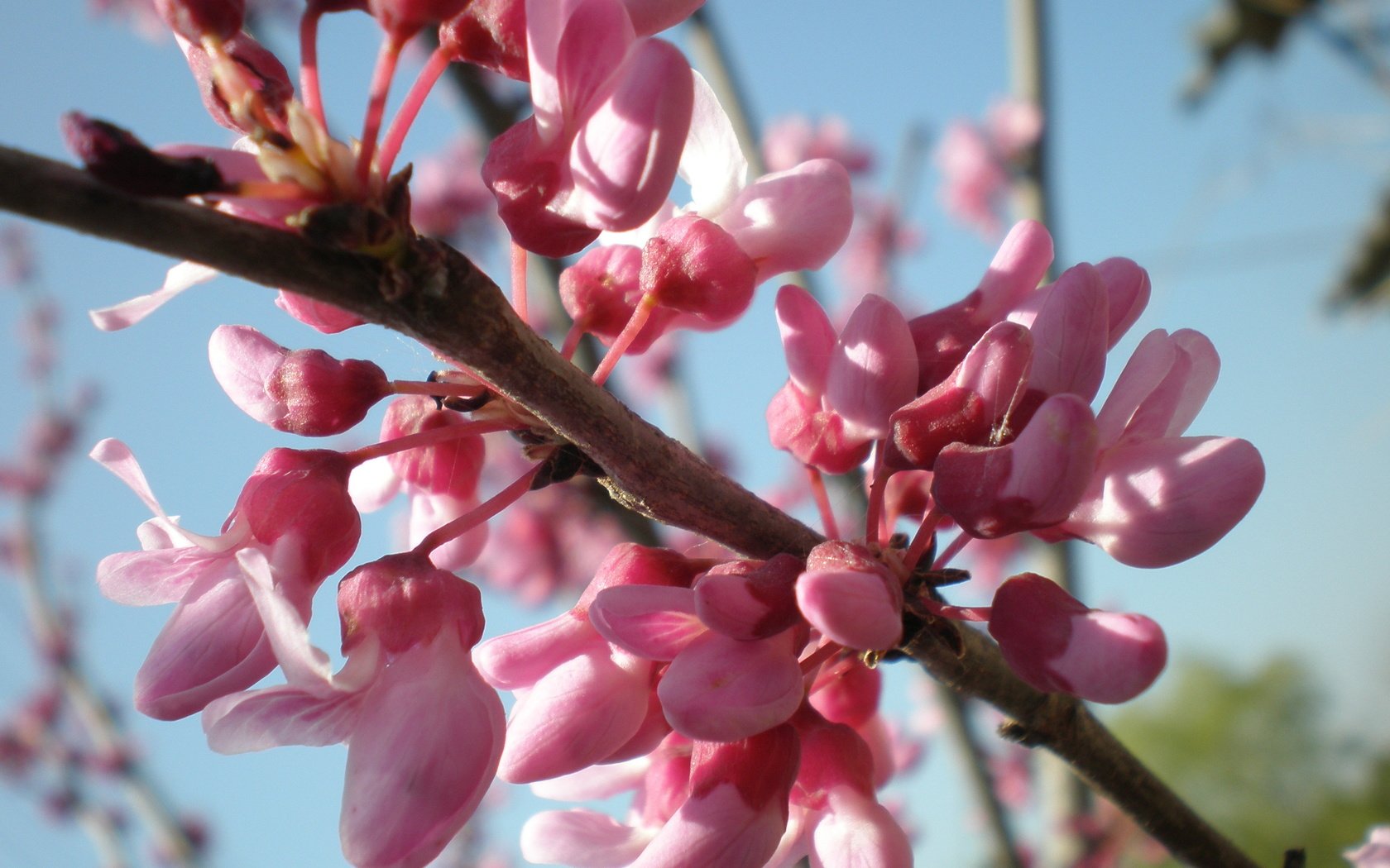 Обои небо, ветка, весна, розовый, церцис, the sky, branch, spring, pink разрешение 3264x2448 Загрузить