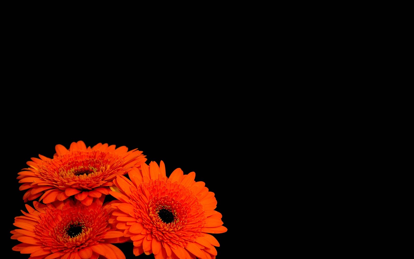 Обои цветы, лепестки, черный фон, оранжевые, герберы, flowers, petals, black background, orange, gerbera разрешение 4000x3000 Загрузить