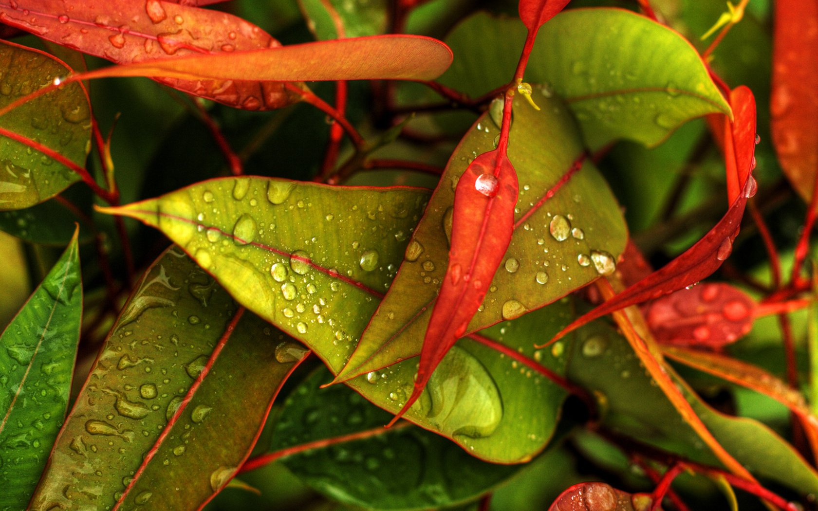 Обои осень, капельки, листочки, autumn, droplets, leaves разрешение 1920x1200 Загрузить