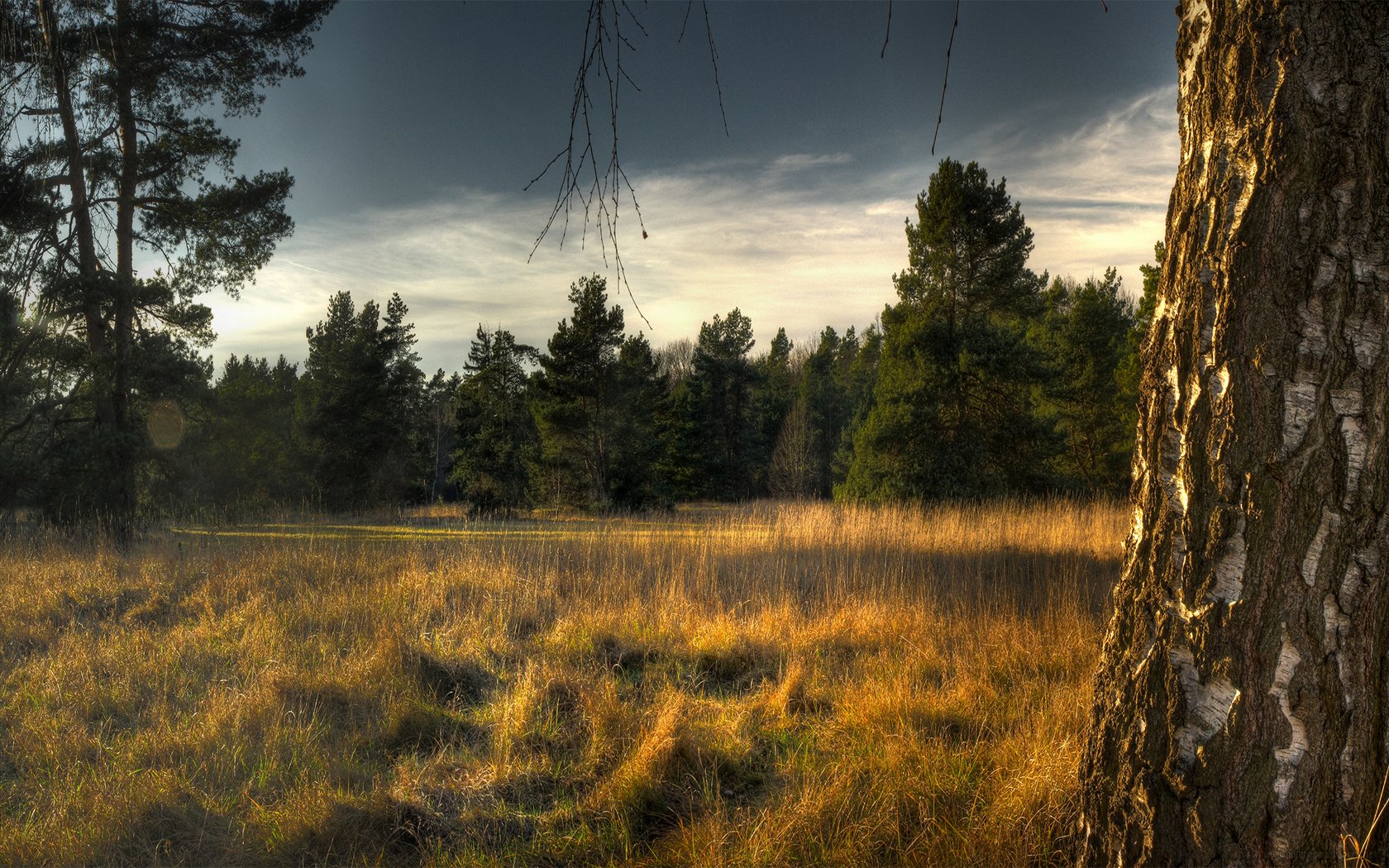 Обои небо, трава, деревья, лес, ели, береза, сухая, the sky, grass, trees, forest, ate, birch, dry разрешение 1920x1200 Загрузить