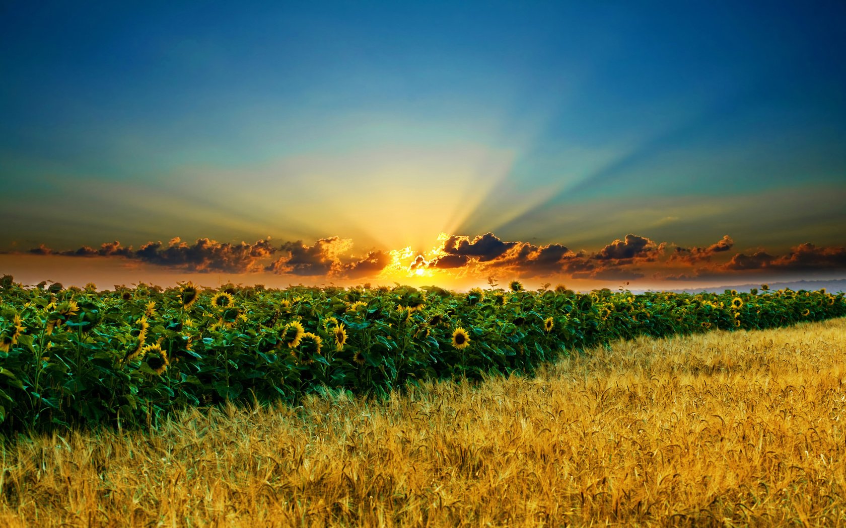 Обои небо, облака, солнце, поле, колосья, подсолнухи, the sky, clouds, the sun, field, ears, sunflowers разрешение 2560x1600 Загрузить