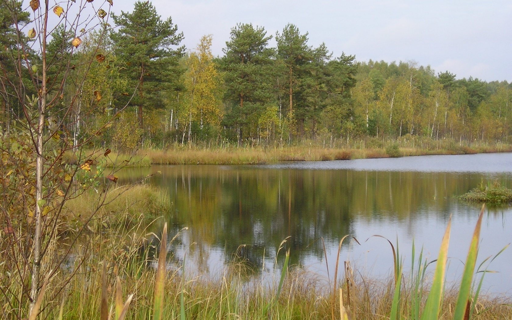 Обои деревья, озеро, лес, trees, lake, forest разрешение 2048x1536 Загрузить