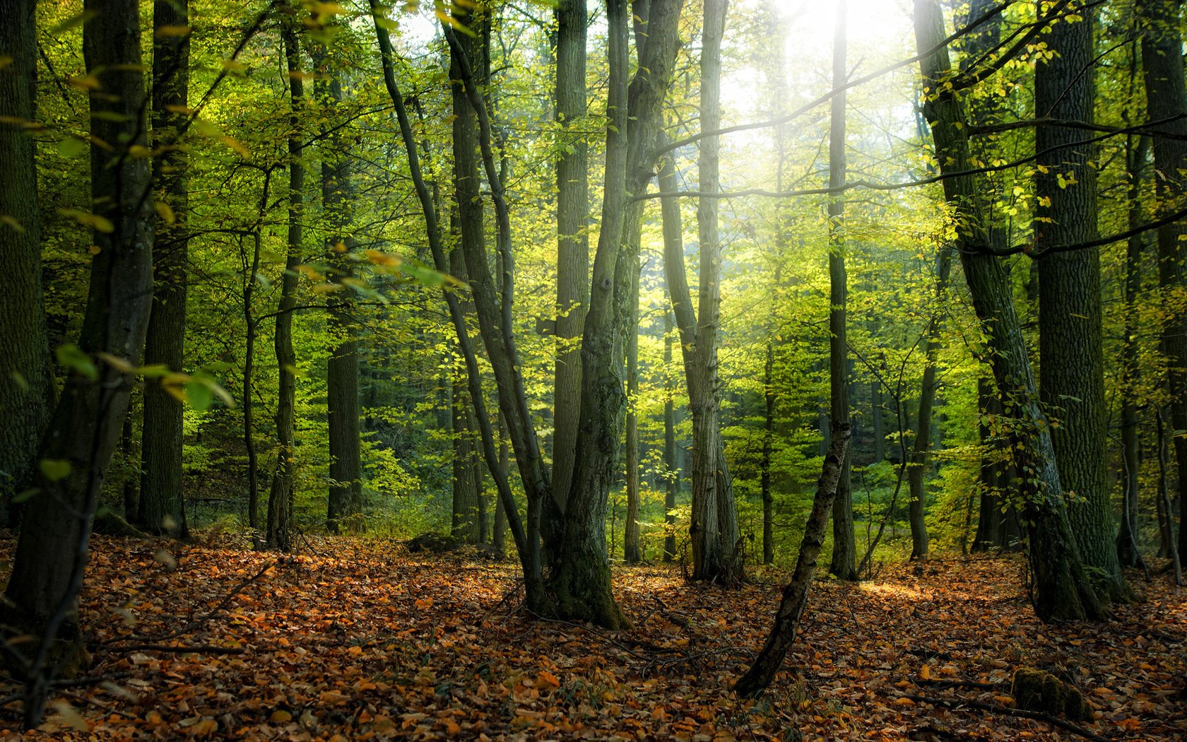 Обои деревья, природа, дерево, листья, парк, осень, осенние обои, леса, trees, nature, tree, leaves, park, autumn, autumn wallpaper, forest разрешение 1920x1200 Загрузить