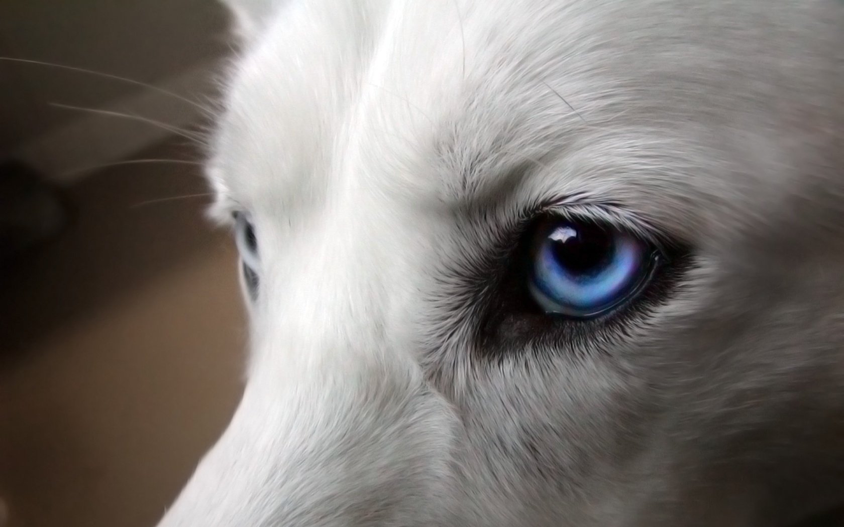 Обои глаза, собака, хаски, голубые, белая, eyes, dog, husky, blue, white разрешение 1920x1200 Загрузить