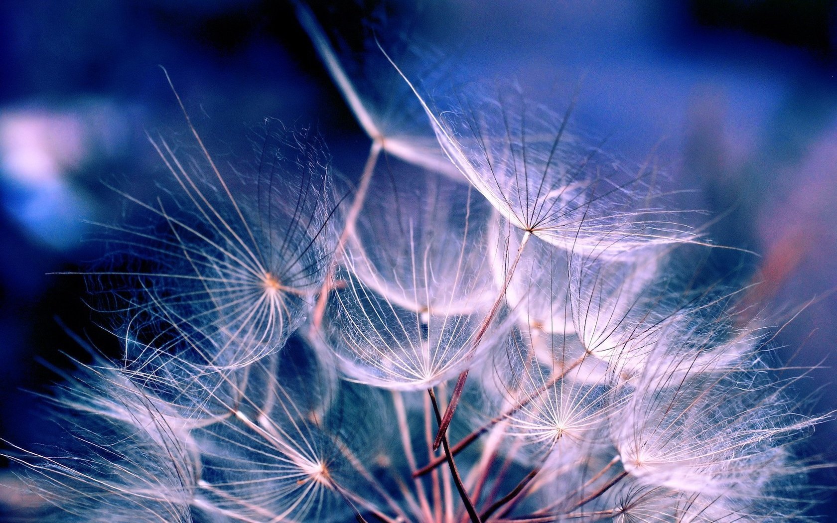 Обои синий, цветок, одуванчик, семена, пух, пушинки, былинки, blue, flower, dandelion, seeds, fluff, fuzzes, blade разрешение 1920x1200 Загрузить