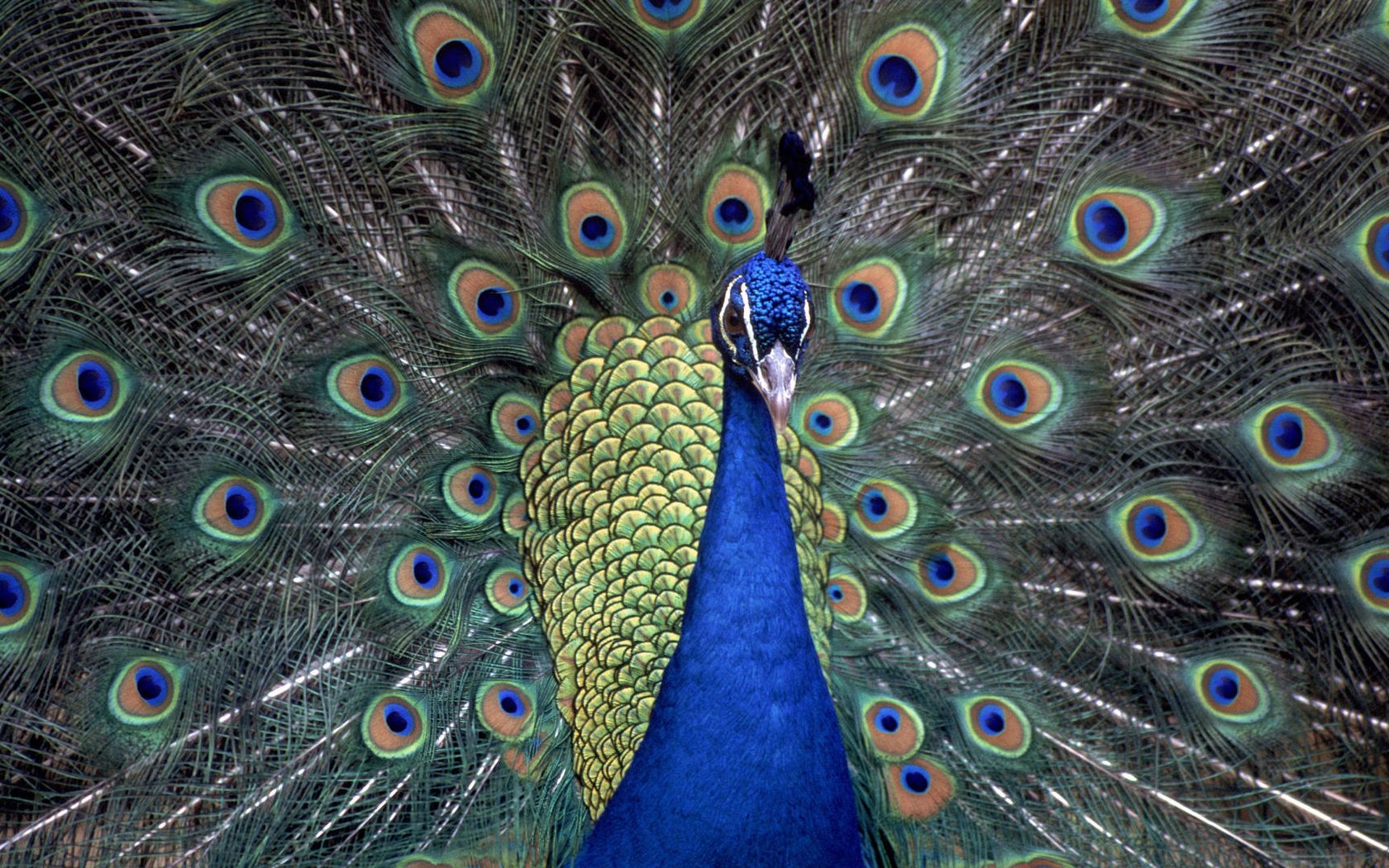 Обои павлин, перья, хвост, peacock, feathers, tail разрешение 1920x1080 Загрузить