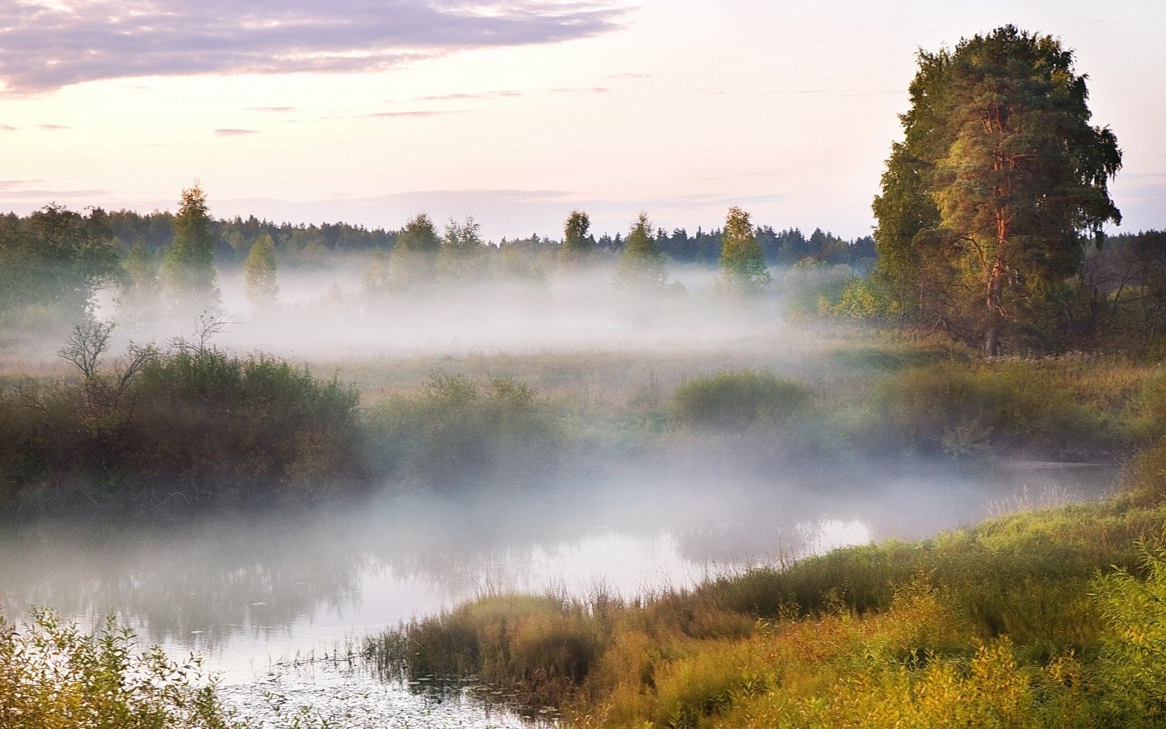 Обои болото, туман, древо, swamp, fog, tree разрешение 1920x1200 Загрузить