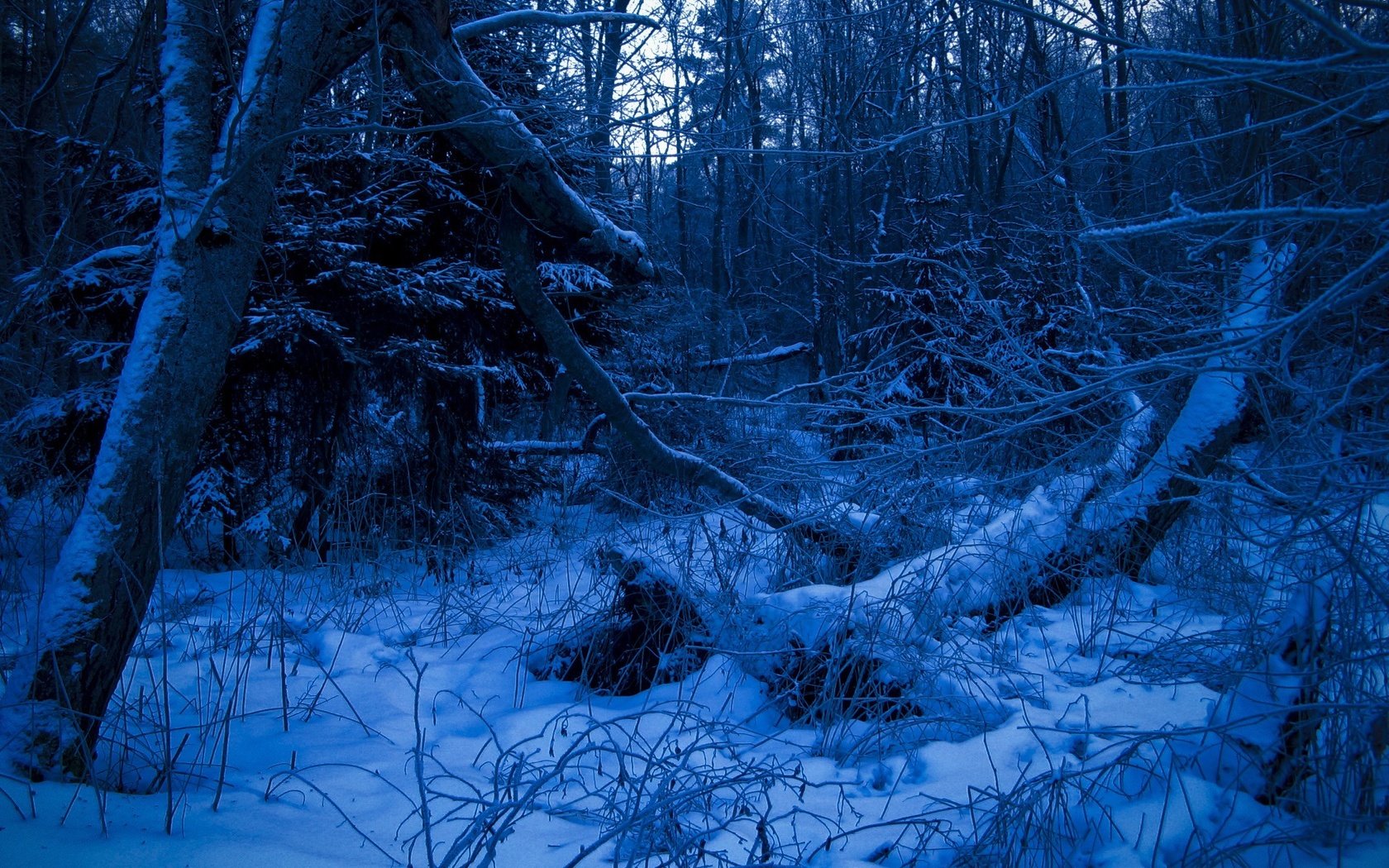 Обои лес, зима, синий, forest, winter, blue разрешение 2272x1704 Загрузить