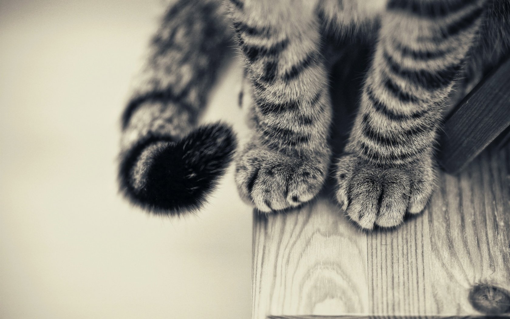 Обои кот, лапы, чёрно-белое, стол, хвост, крупным планом, cat, paws, black and white, table, tail, closeup разрешение 2560x1600 Загрузить