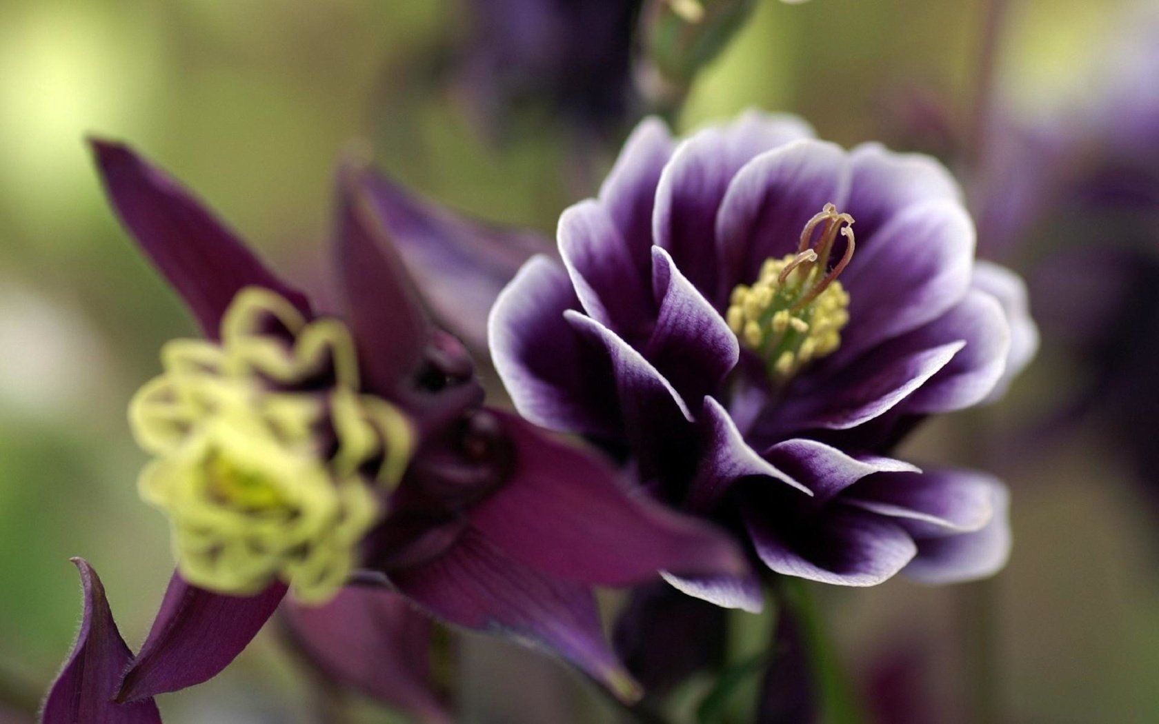 Обои макро, цветок, лепестки, растение, аквилегия, macro, flower, petals, plant, aquilegia разрешение 1920x1200 Загрузить