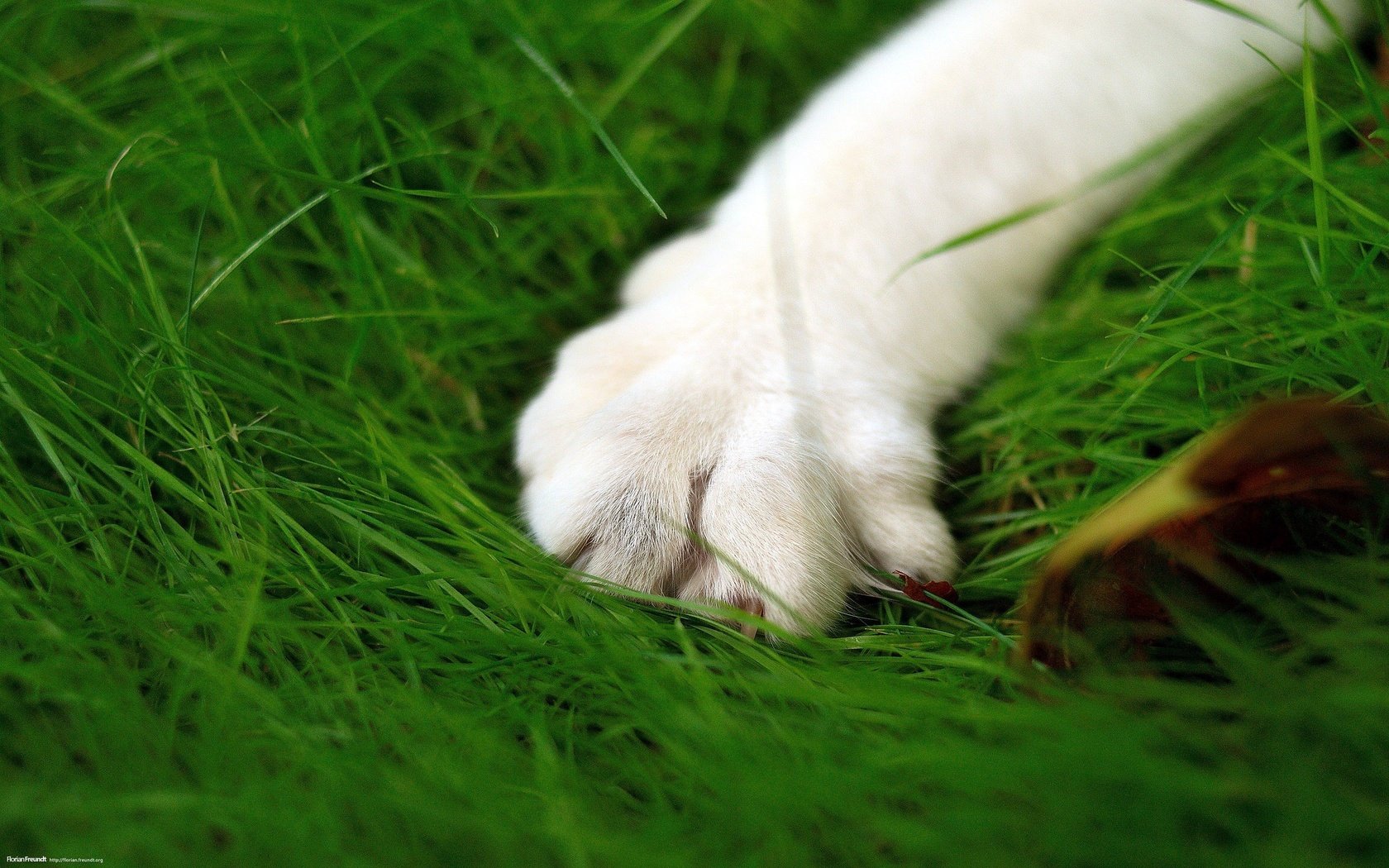 Обои зелень, кошка, лапа, макросьемка, greens, cat, paw, microsemi разрешение 2560x1600 Загрузить