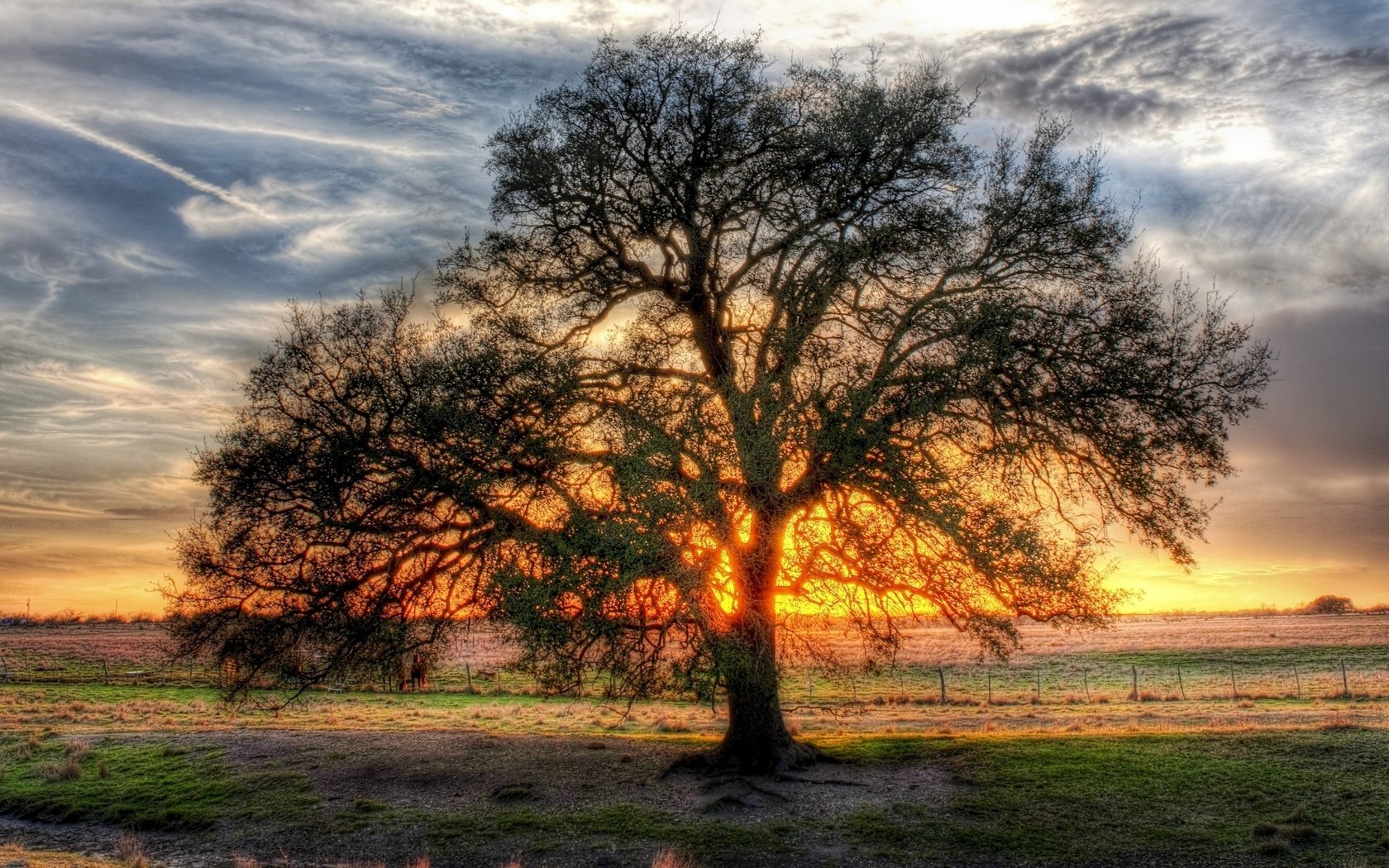 Обои дерево, поле, солнца, ветвистое, просвет, tree, field, the sun, branched, clearance разрешение 2560x1600 Загрузить