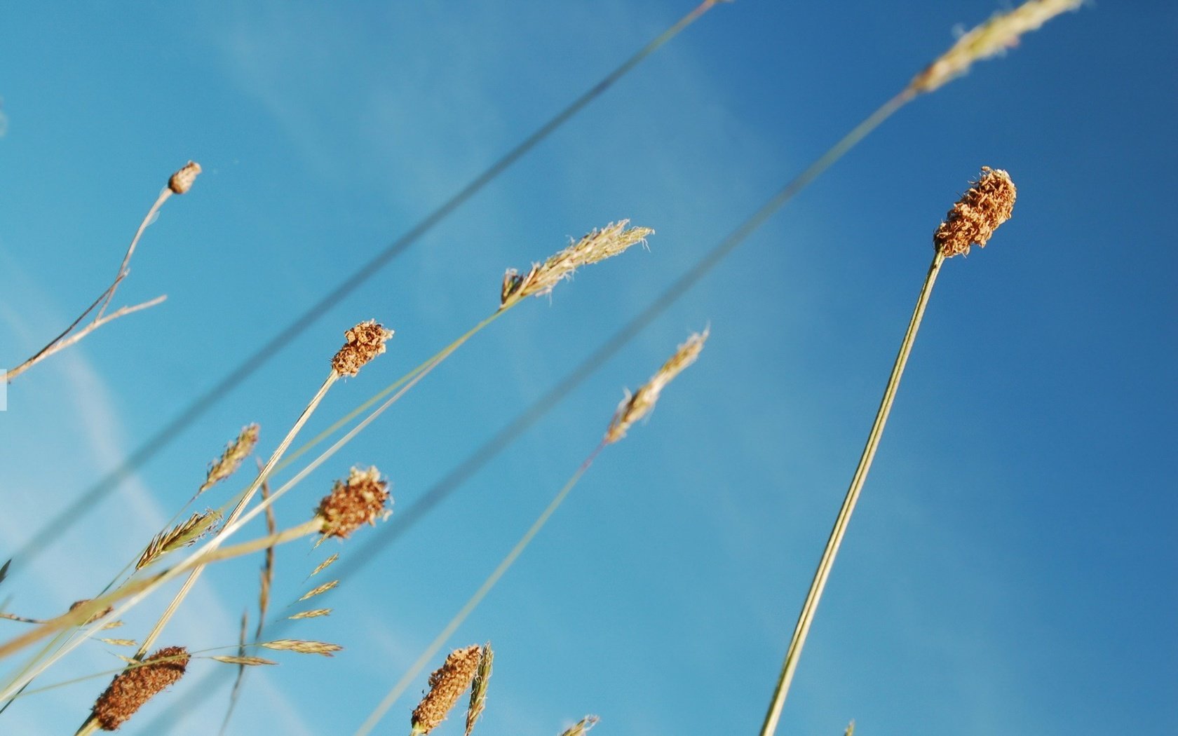 Обои небо, растения, синий, стебли, the sky, plants, blue, stems разрешение 1920x1200 Загрузить