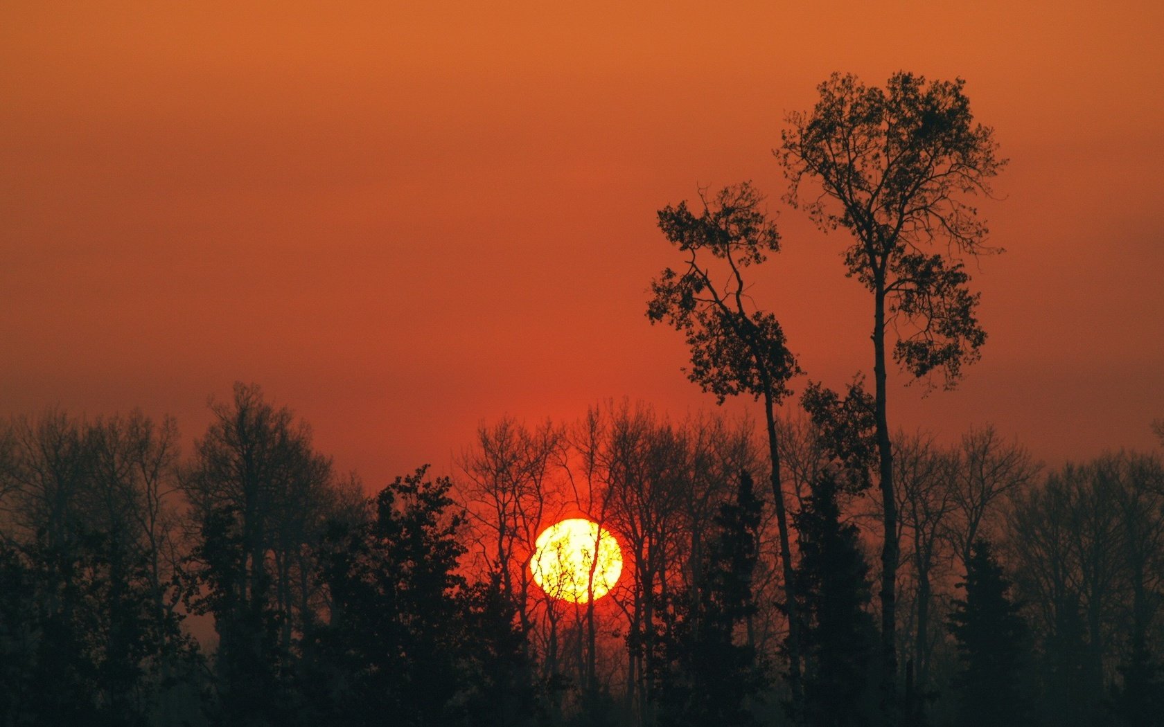 Обои небо, деревья, солнце, закат, the sky, trees, the sun, sunset разрешение 1920x1440 Загрузить