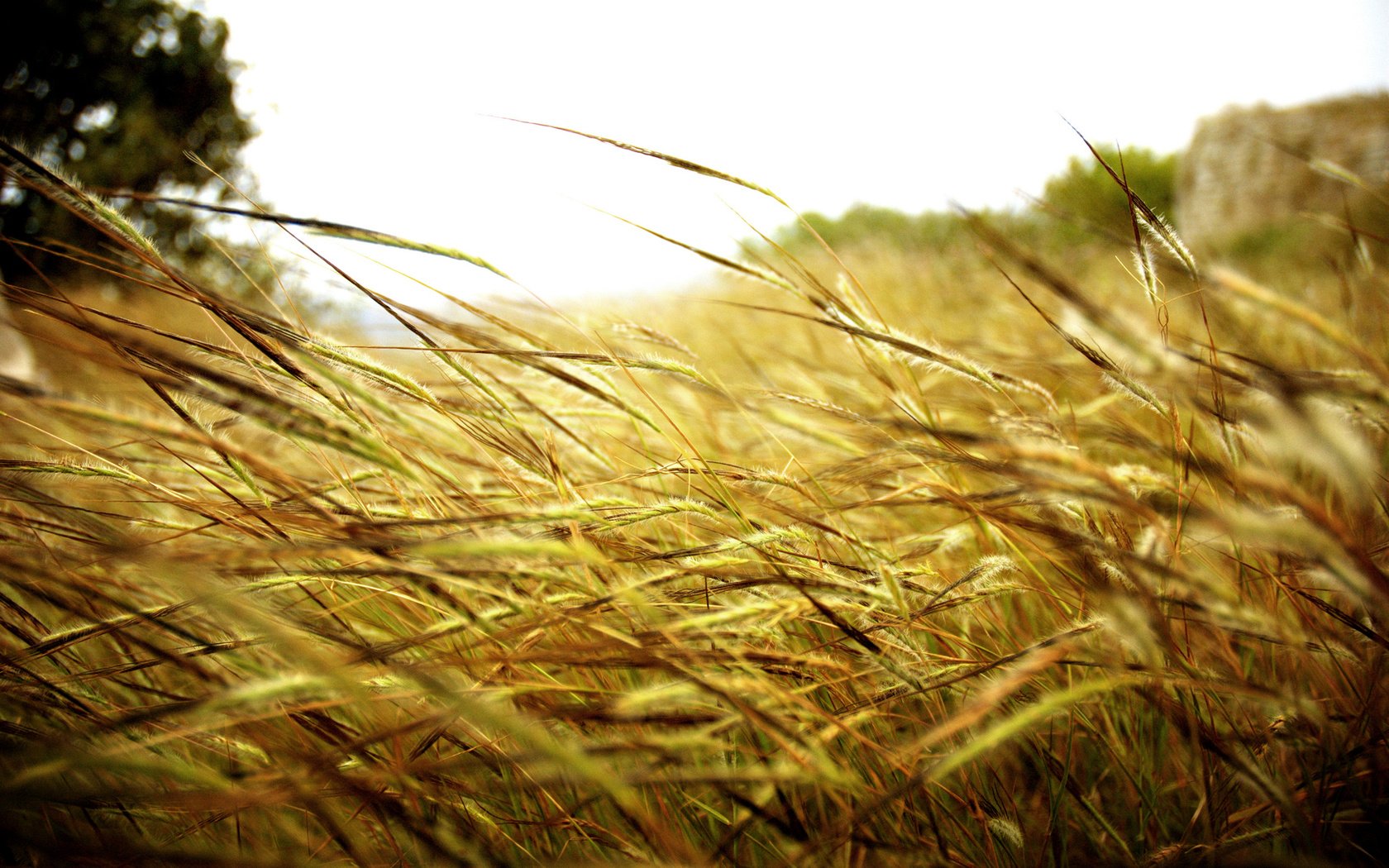 Обои трава, природа, поле, стебельки, grass, nature, field, stems разрешение 1920x1200 Загрузить