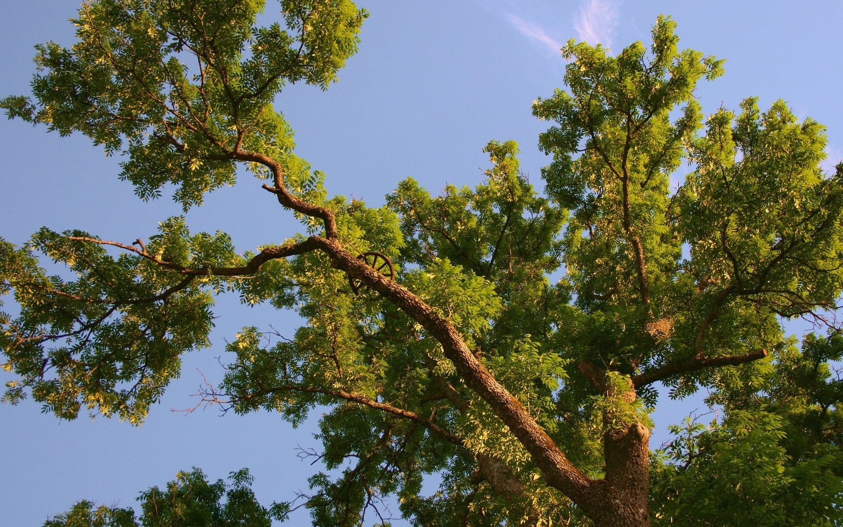 Обои небо, дерево, ветки, колесо, крона, вид снизу, the sky, tree, branches, wheel, crown, bottom view разрешение 1920x1440 Загрузить