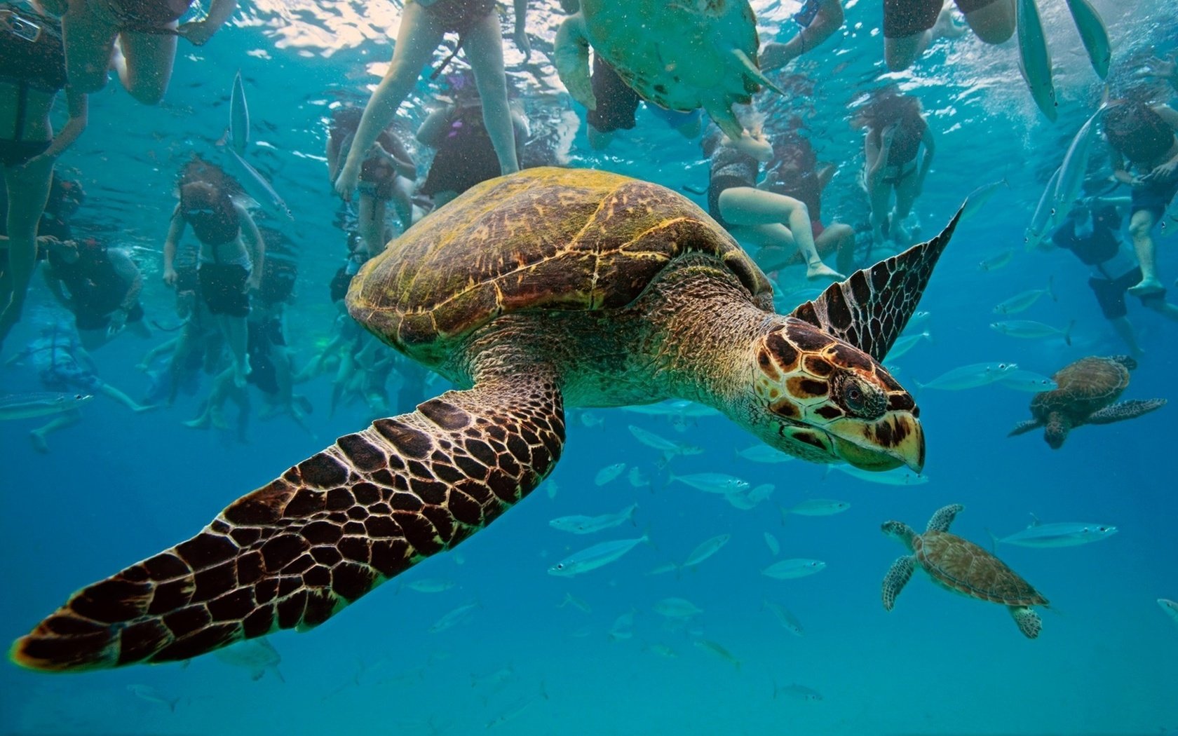 Обои черепаха, бисса, настоящая каретта, рептилия, hawksbill turtle, eretmochelys imbricata, барбадос, вест-индия, карибское море, turtle, bissa, a real honour to be, reptile, barbados, west indies, the caribbean sea разрешение 1920x1202 Загрузить