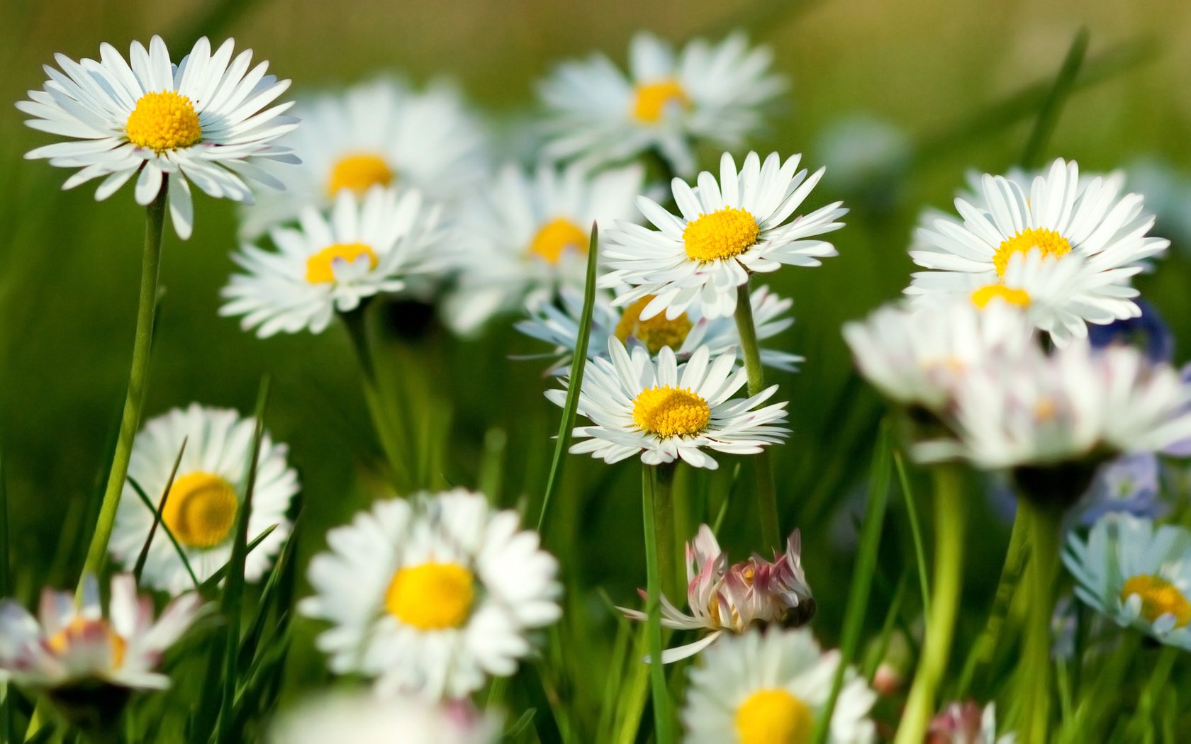 Обои трава, зелень, лето, ромашки, grass, greens, summer, chamomile разрешение 2560x1600 Загрузить