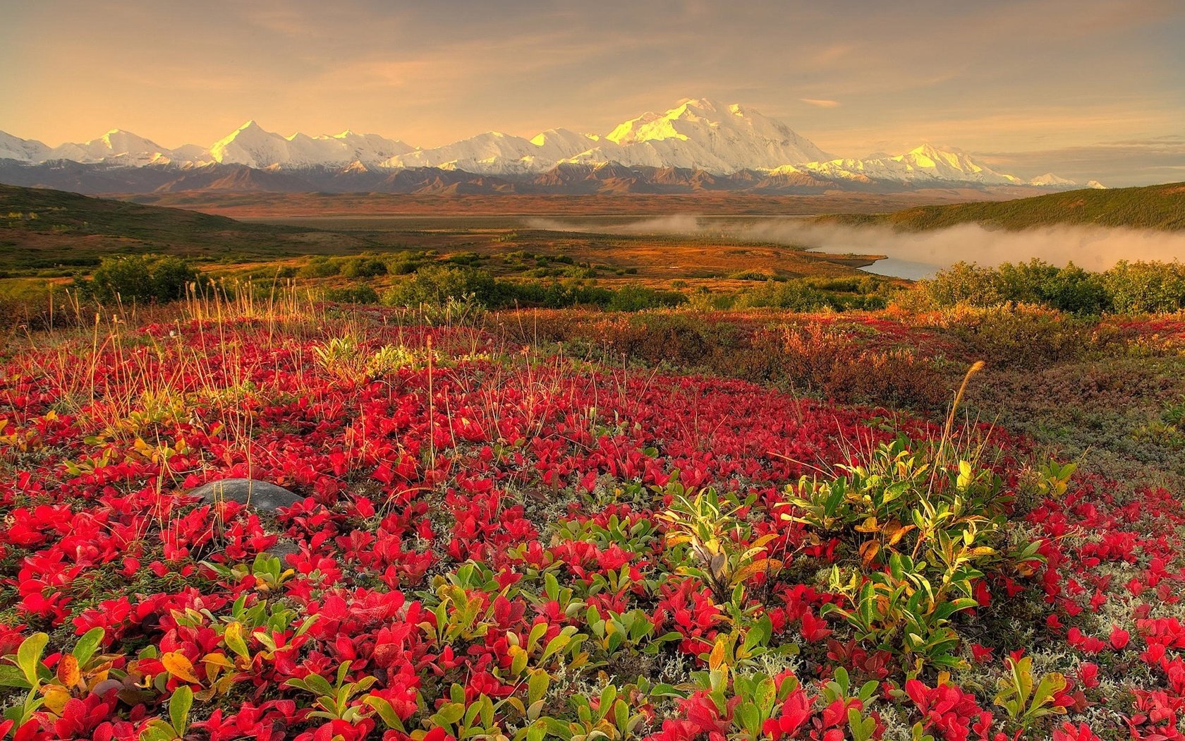 Обои цветы, горы, туман, flowers, mountains, fog разрешение 1920x1200 Загрузить