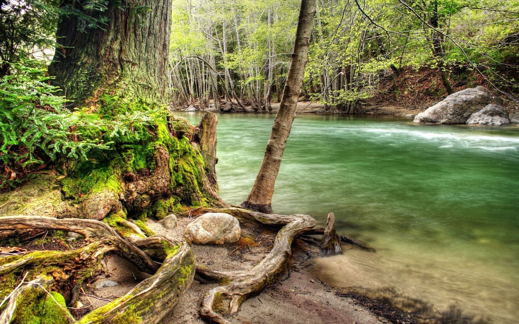 Обои дерево, лес, речка, коряга, tree, forest, river, snag разрешение 1920x1200 Загрузить