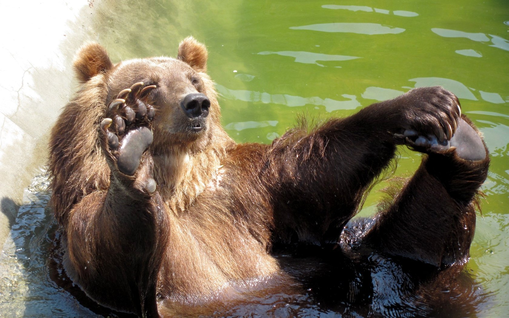 Обои морда, вода, камни, медведь, бассейн, привет, лапа, face, water, stones, bear, pool, hi, paw разрешение 3648x2736 Загрузить