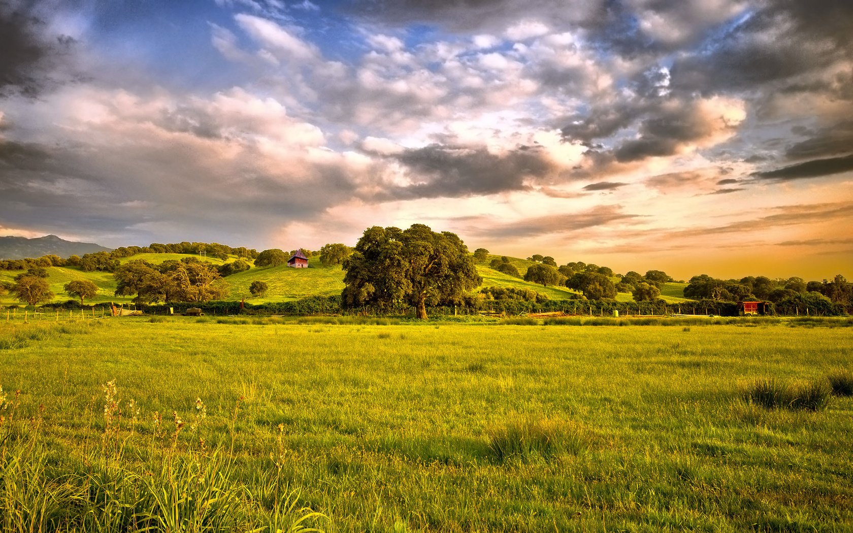 Обои небо, трава, дерево, тучи, поле, the sky, grass, tree, clouds, field разрешение 2560x1600 Загрузить