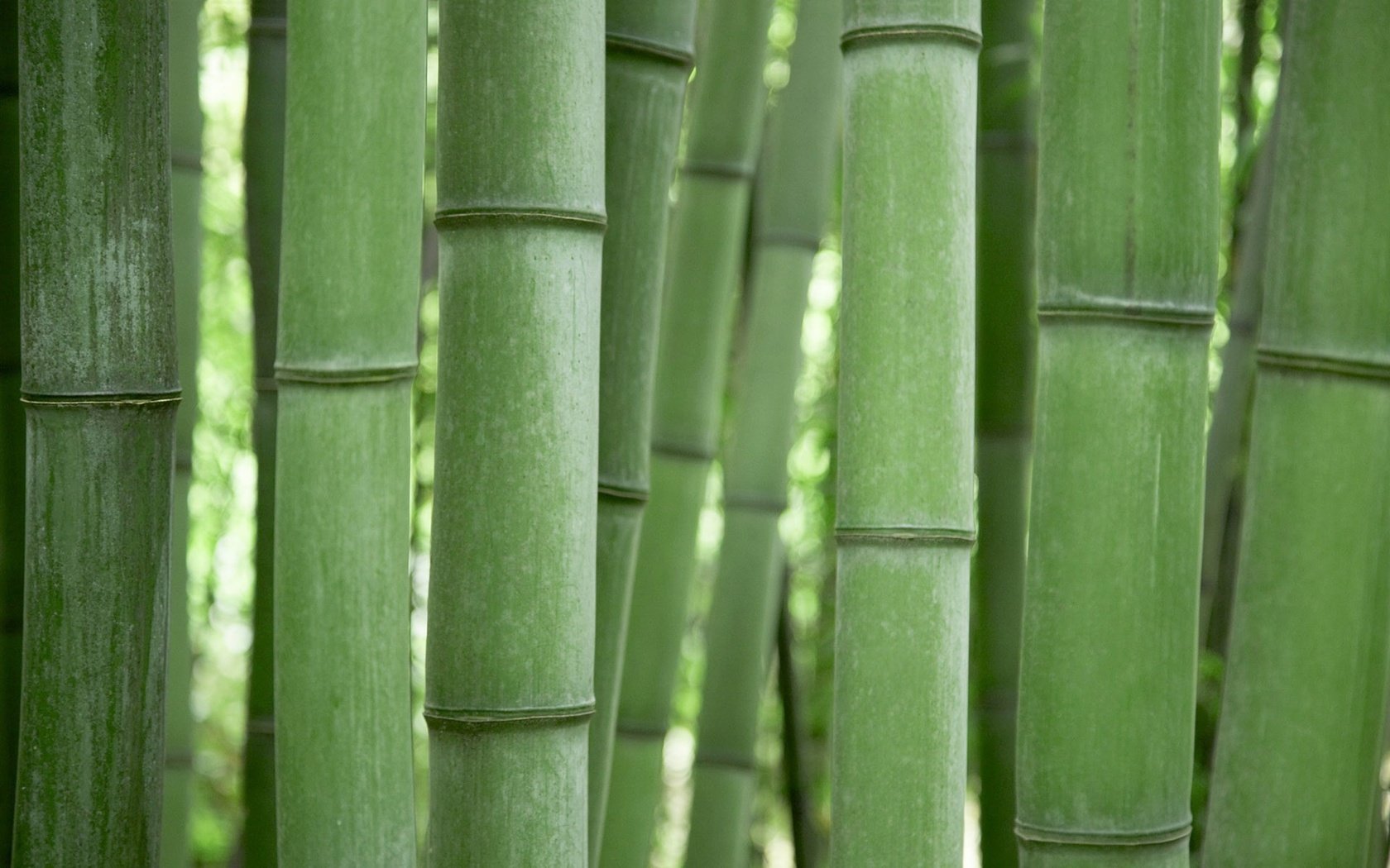 Обои зелёный, бамбук, green, bamboo разрешение 1920x1200 Загрузить