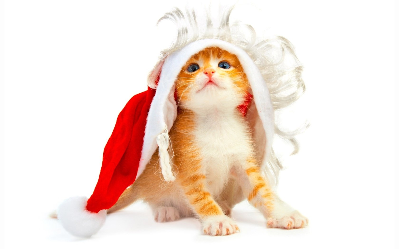 Обои новый год, котенок, белый фон, new year, kitty, white background разрешение 1920x1200 Загрузить