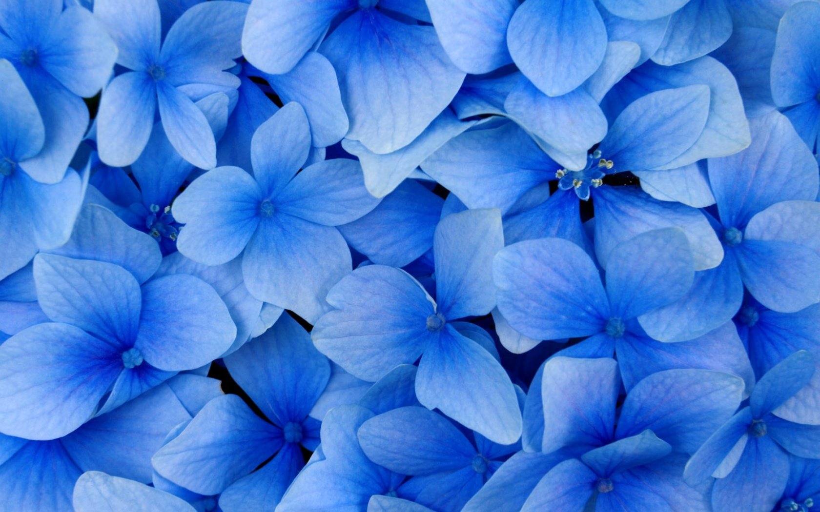 Обои цветы, лепестки, голубая, flowers, petals, blue разрешение 2560x1600 Загрузить