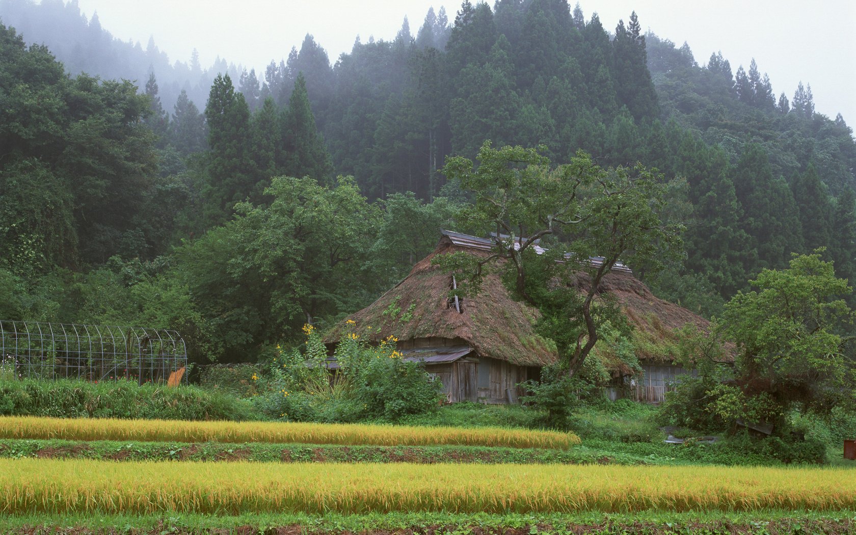 Обои лес, япония, дом, forest, japan, house разрешение 2560x1600 Загрузить