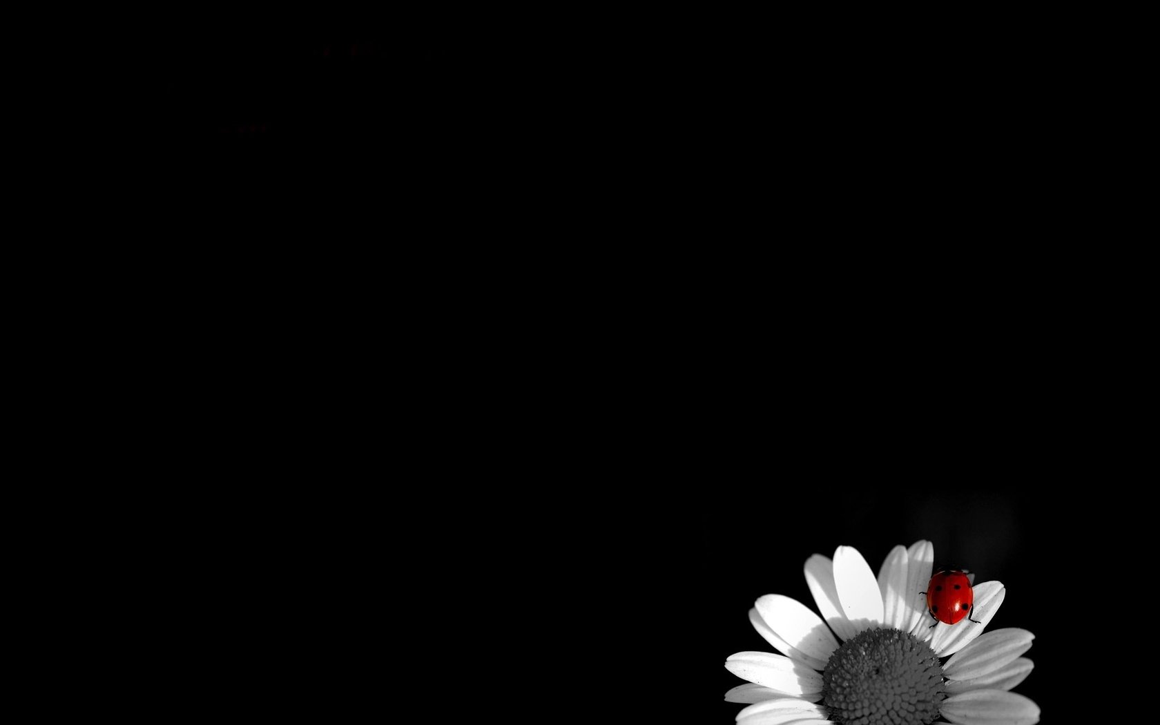 Обои ромашка, божья коровка, чб, daisy, ladybug, bw разрешение 1920x1200 Загрузить