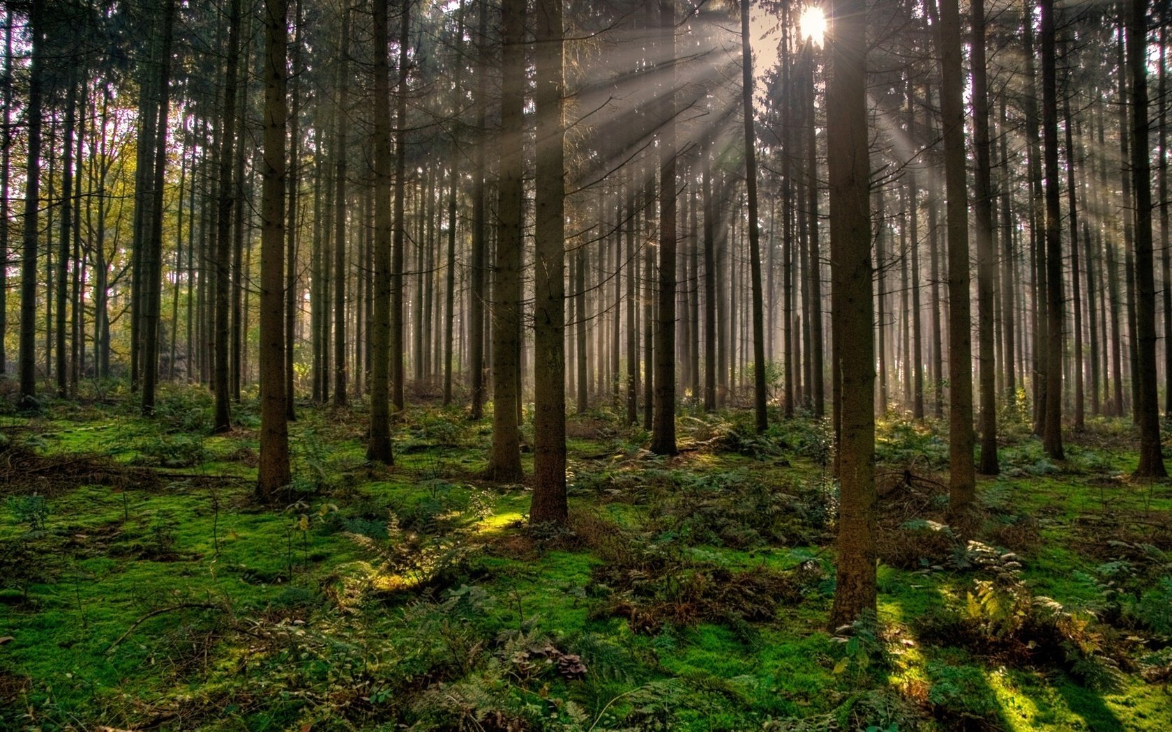 Обои деревья, вечер, природа, лес, лучи солнца, trees, the evening, nature, forest, the rays of the sun разрешение 1920x1200 Загрузить