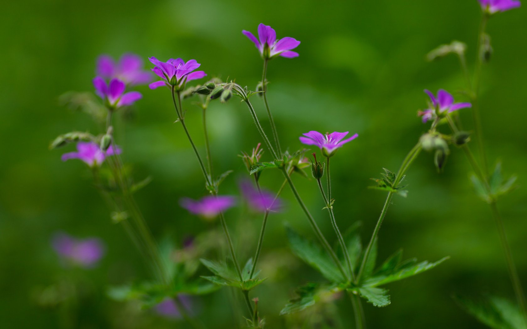 Обои лето, зеленый фон, лиловые цветы, summer, green background, purple flowers разрешение 1920x1280 Загрузить